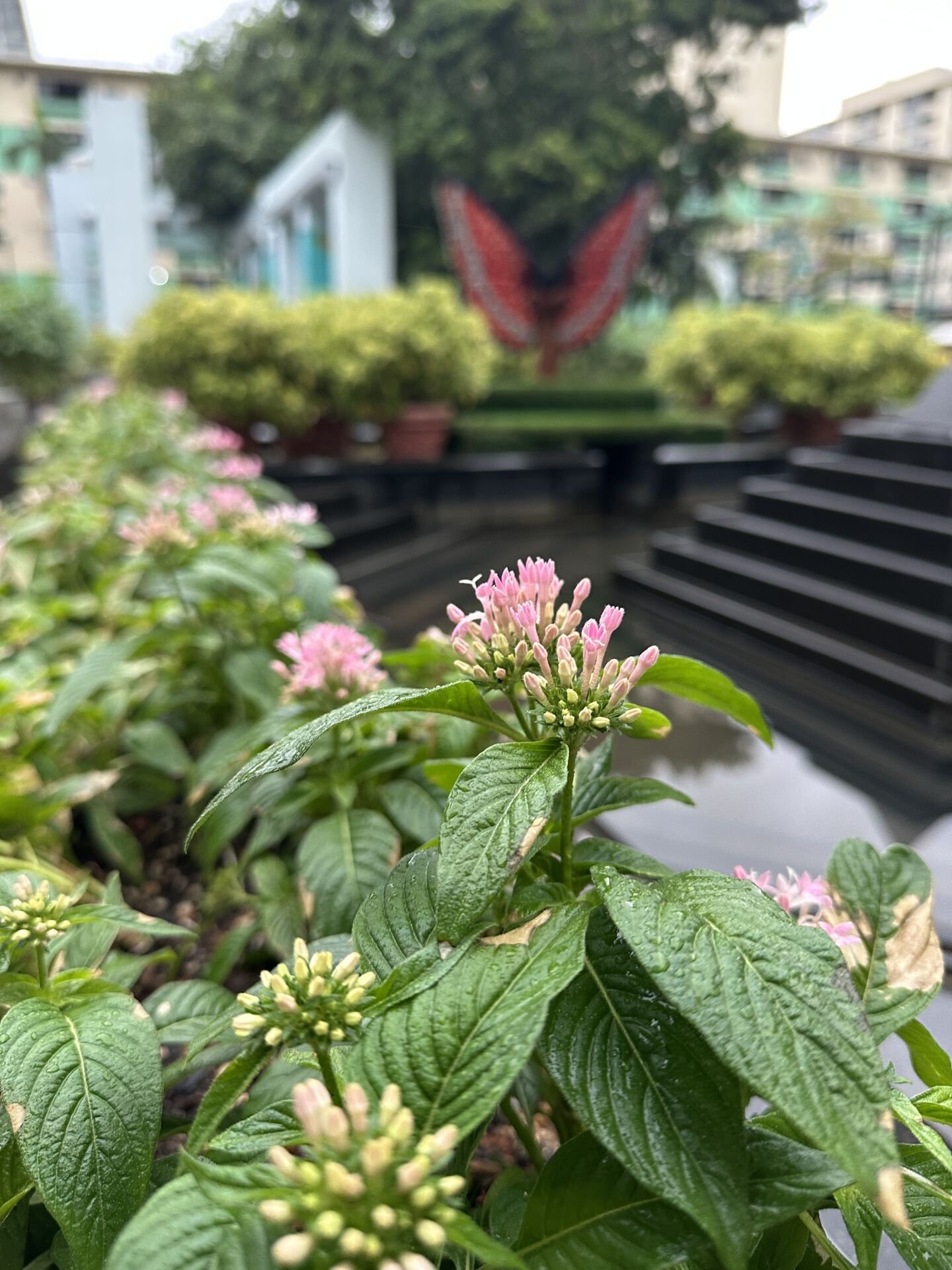 https://www.fa.gov.hk/五星花
