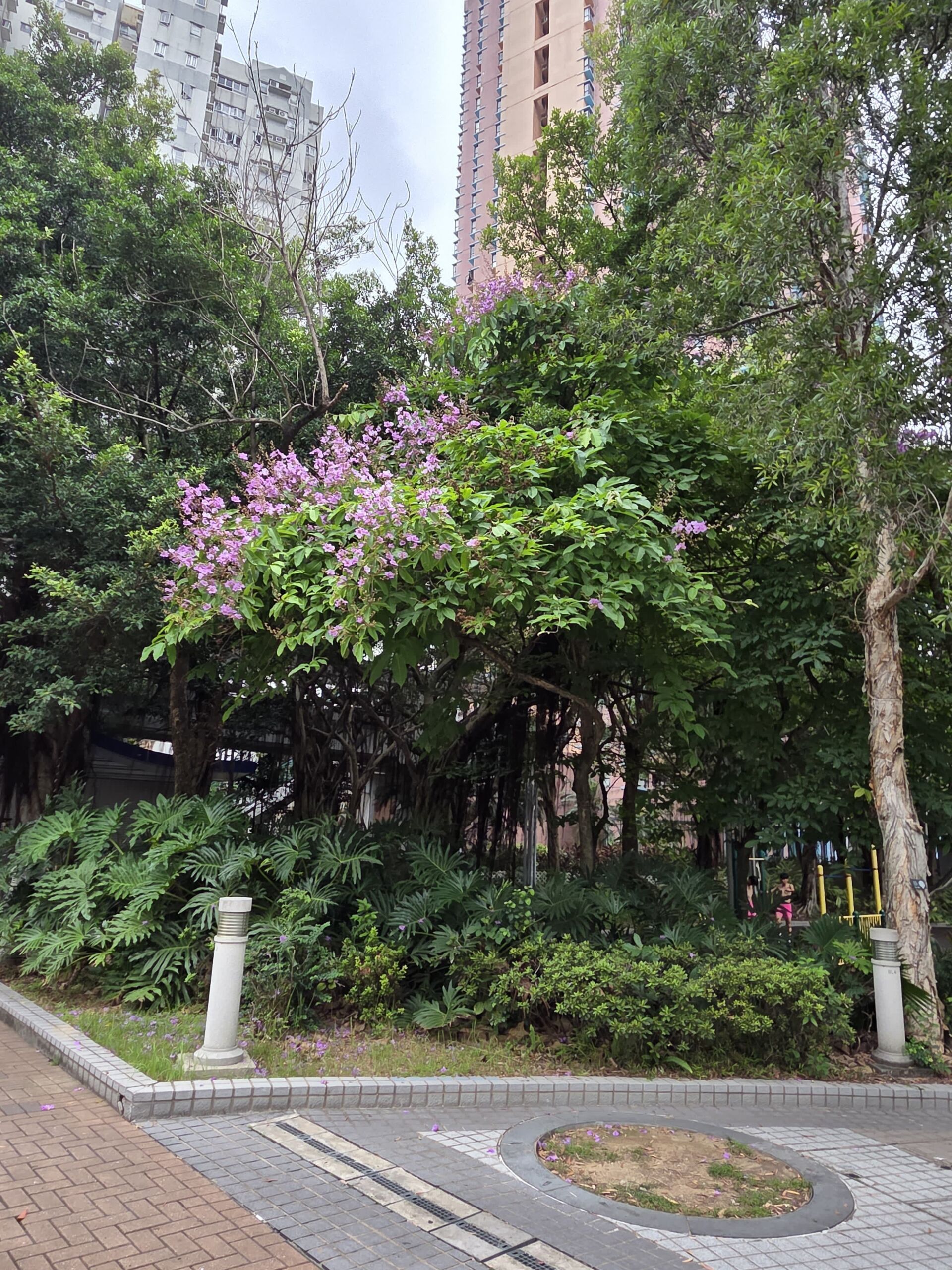 https://www.fa.gov.hk/大花紫薇(洋紫薇)