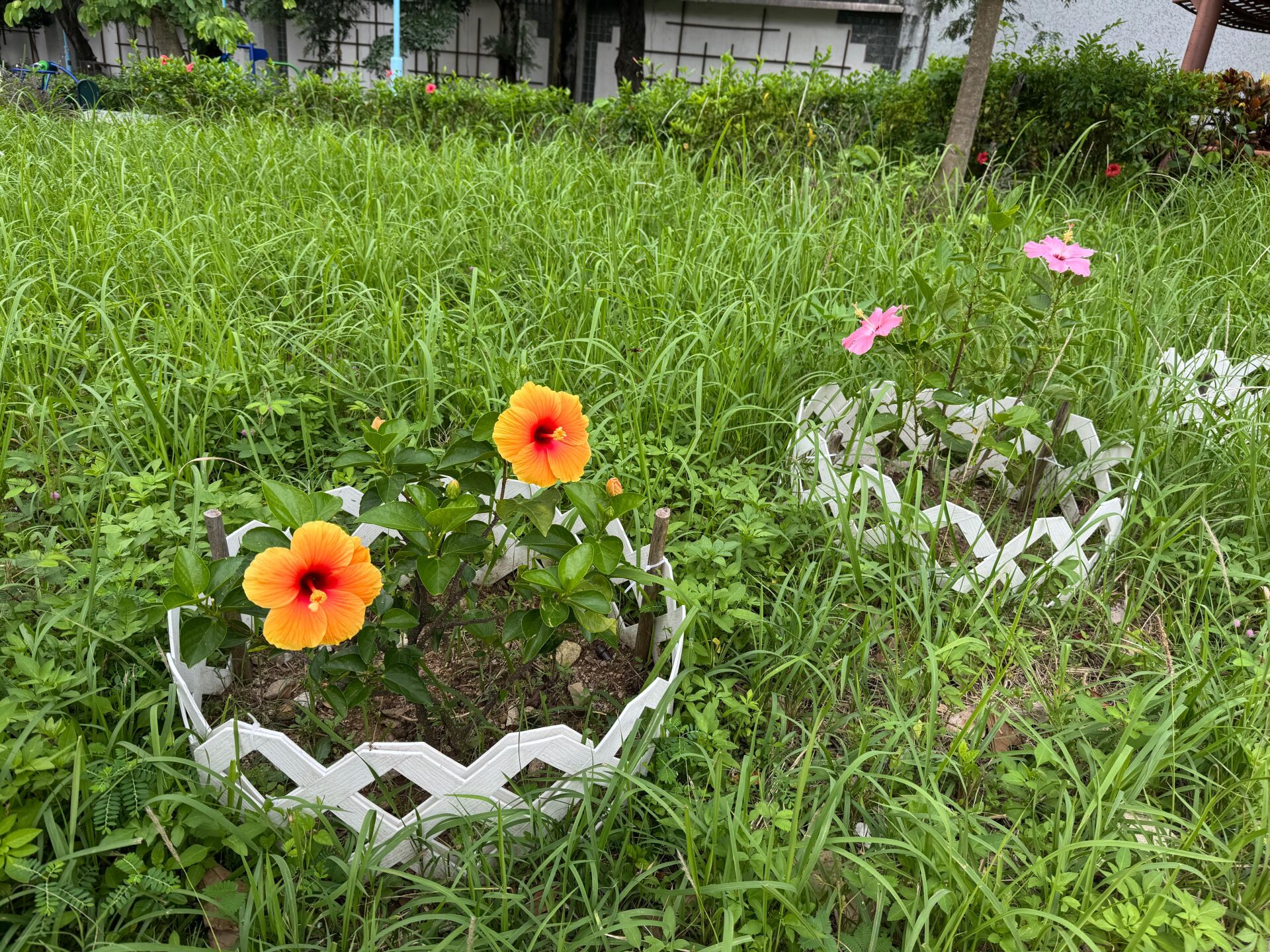 https://www.fa.gov.hk/朱槿(扶桑、大紅花)