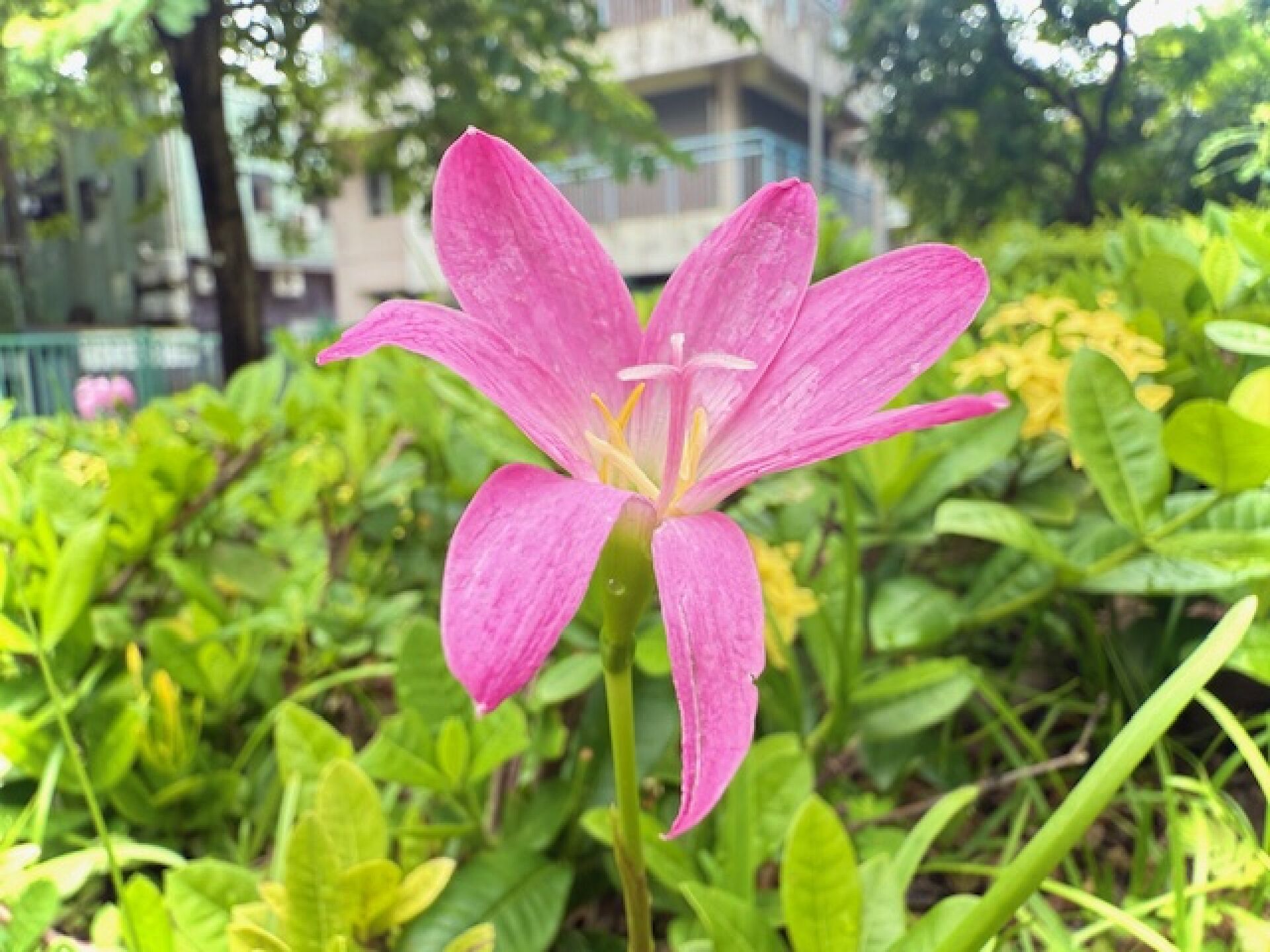 https://www.fa.gov.hk/風雨蘭