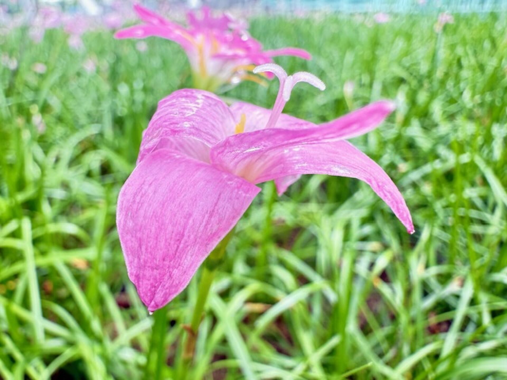 https://www.fa.gov.hk/風雨蘭