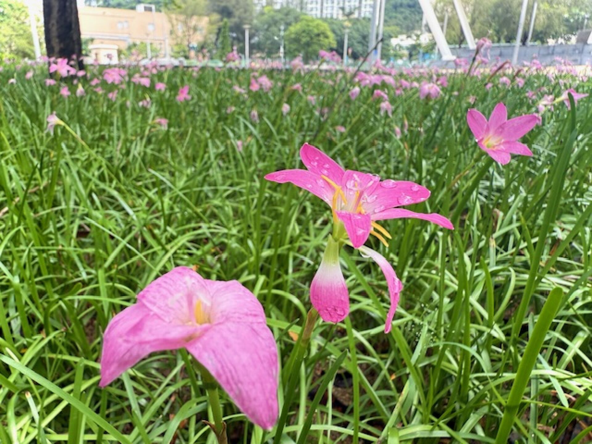 https://www.fa.gov.hk/風雨蘭