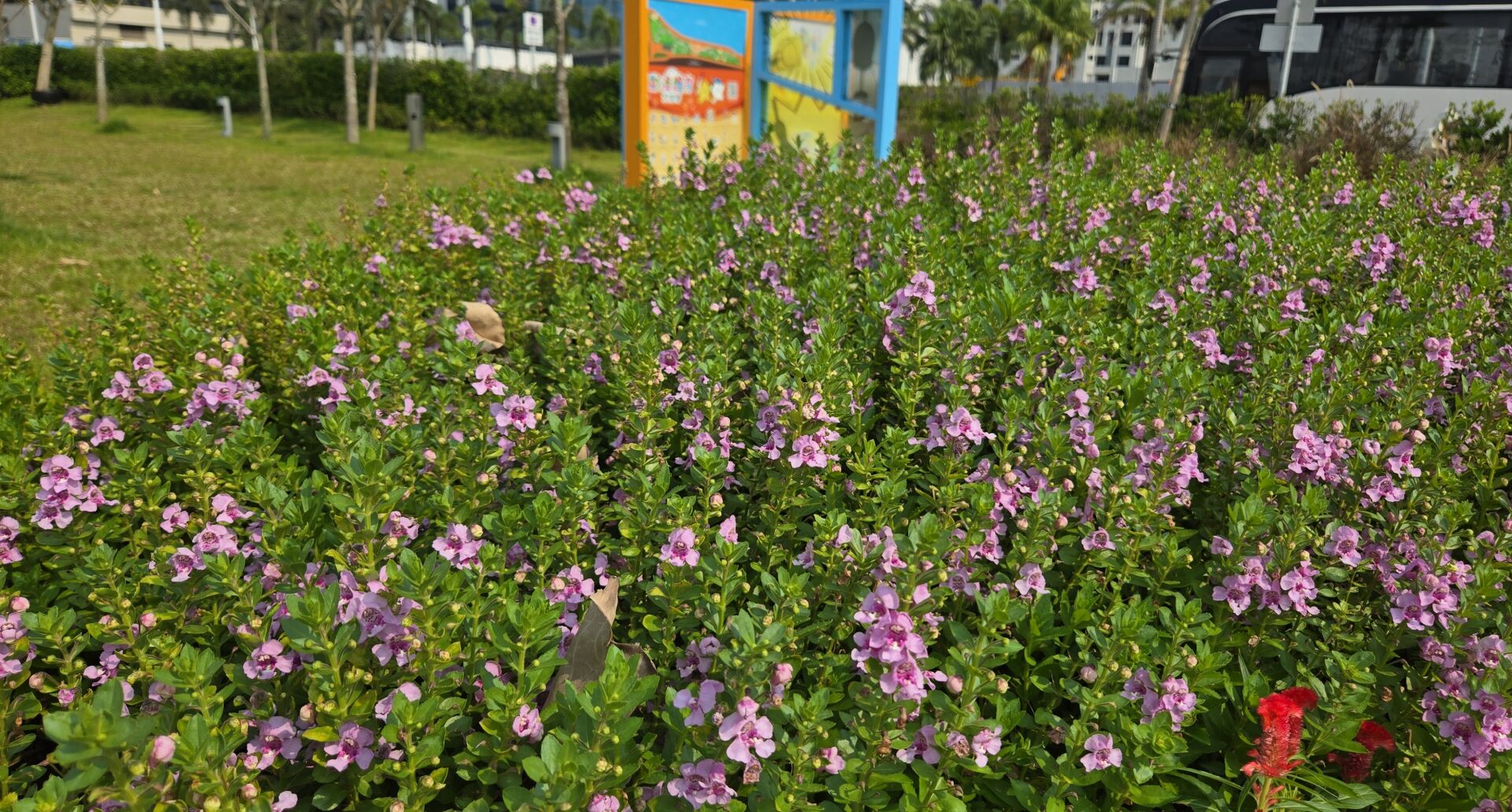 https://www.fa.gov.hk/香彩雀
