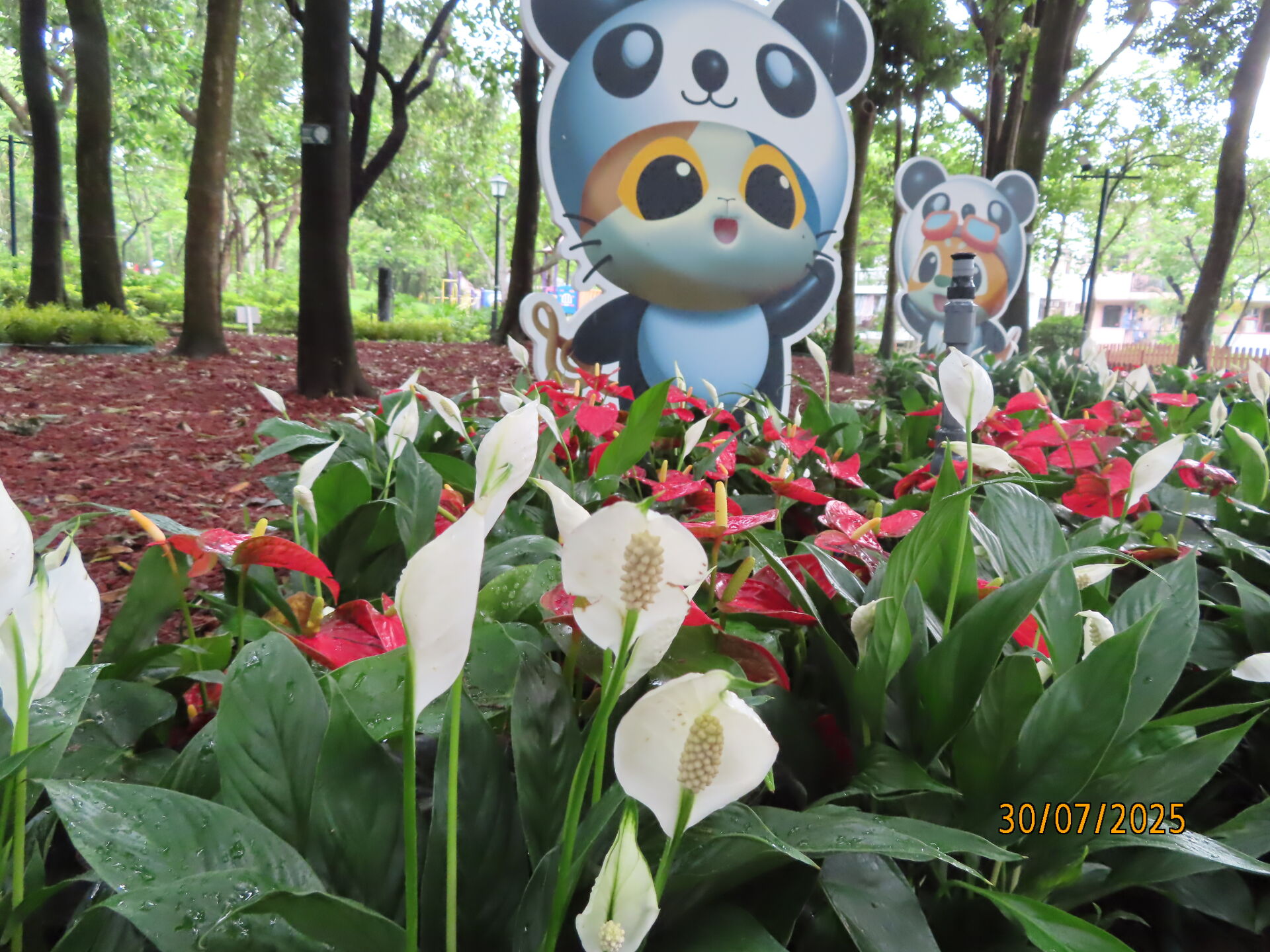 https://www.fa.gov.hk/紅掌, 白掌