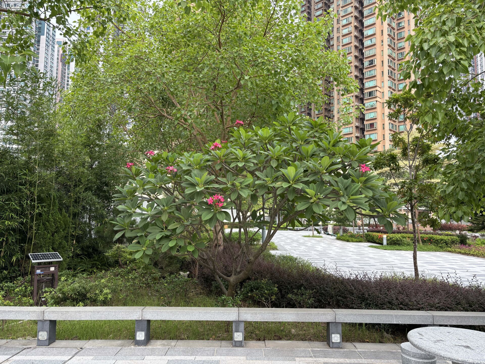 https://www.fa.gov.hk/紅雞蛋花
