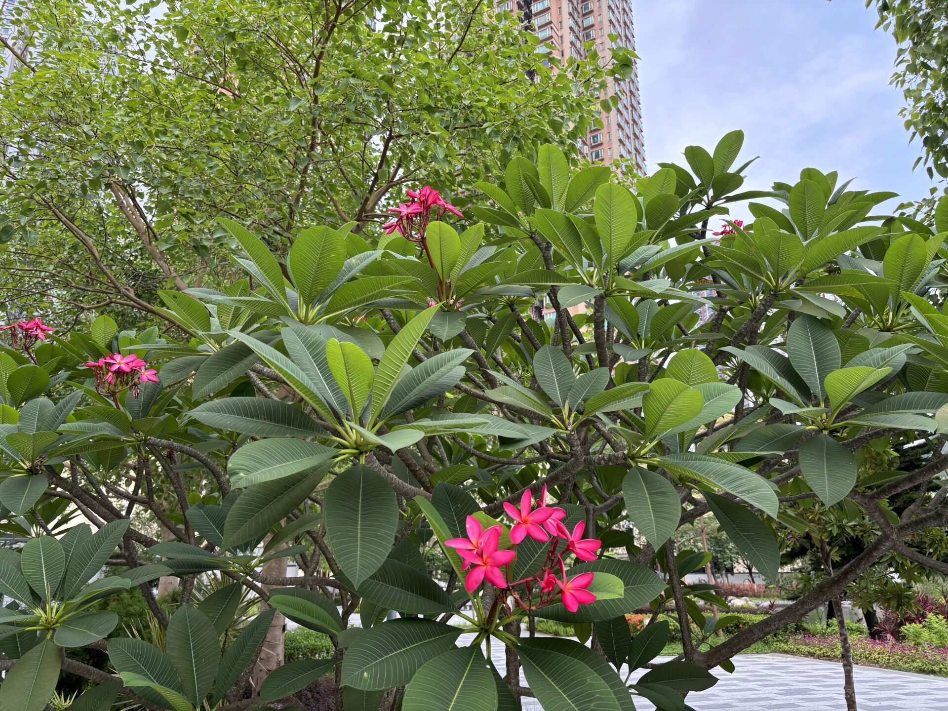 https://www.fa.gov.hk/紅雞蛋花
