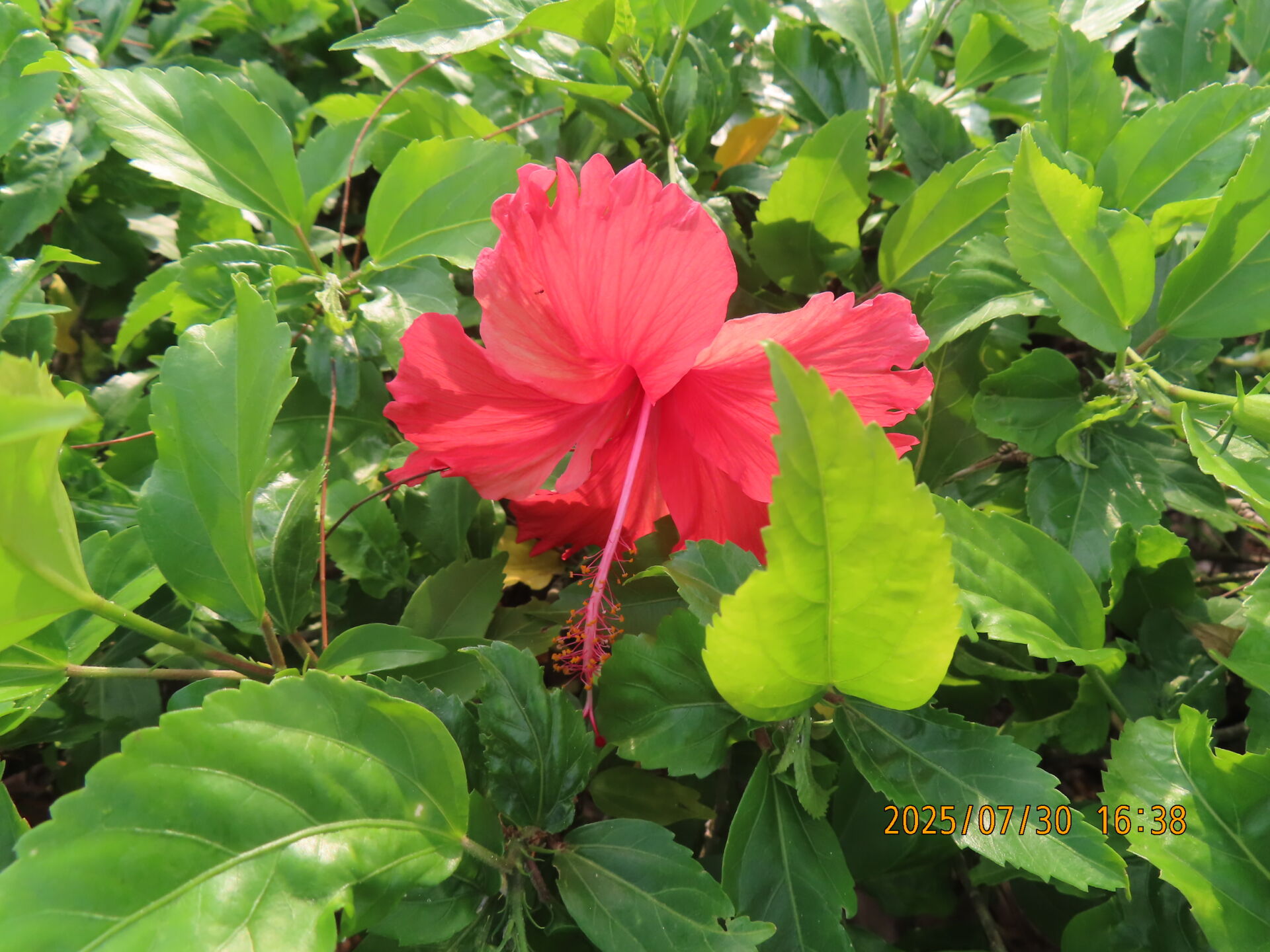 https://www.fa.gov.hk/朱槿(扶桑、大紅花)