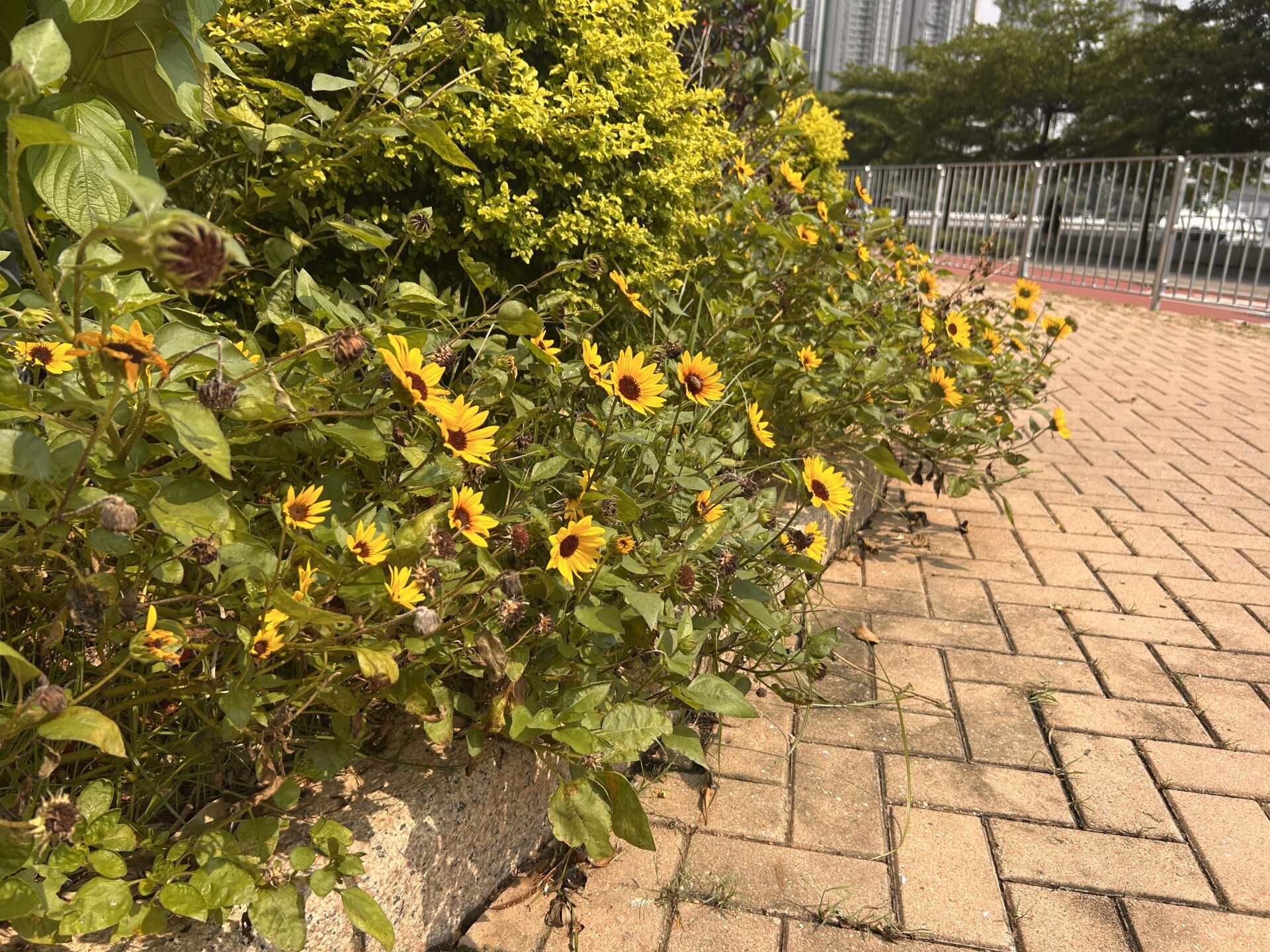 https://www.fa.gov.hk/向日葵(太陽花)