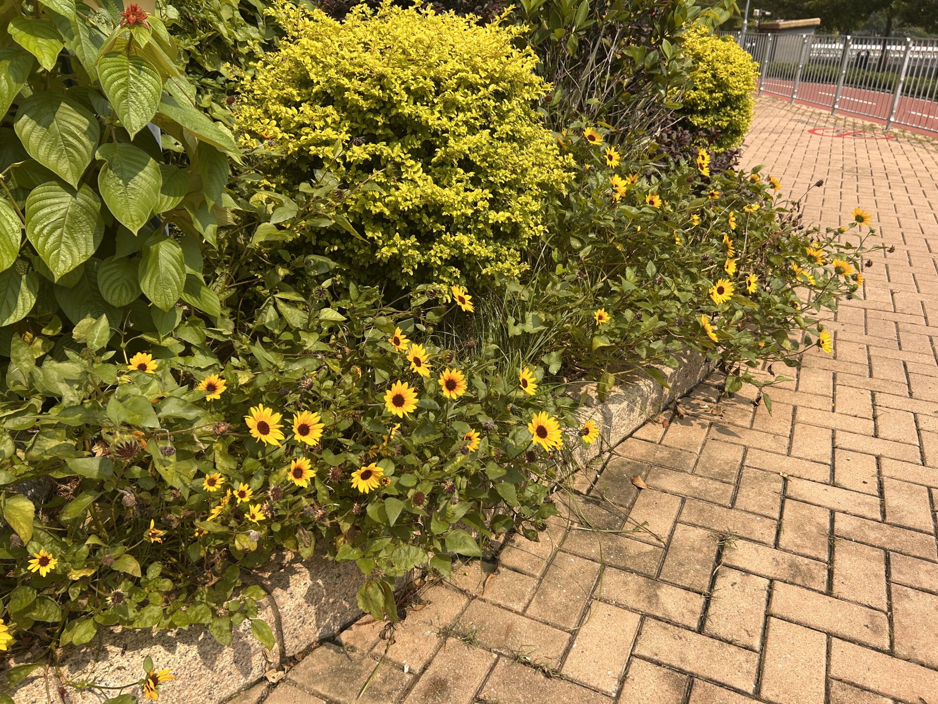https://www.fa.gov.hk/向日葵(太陽花)