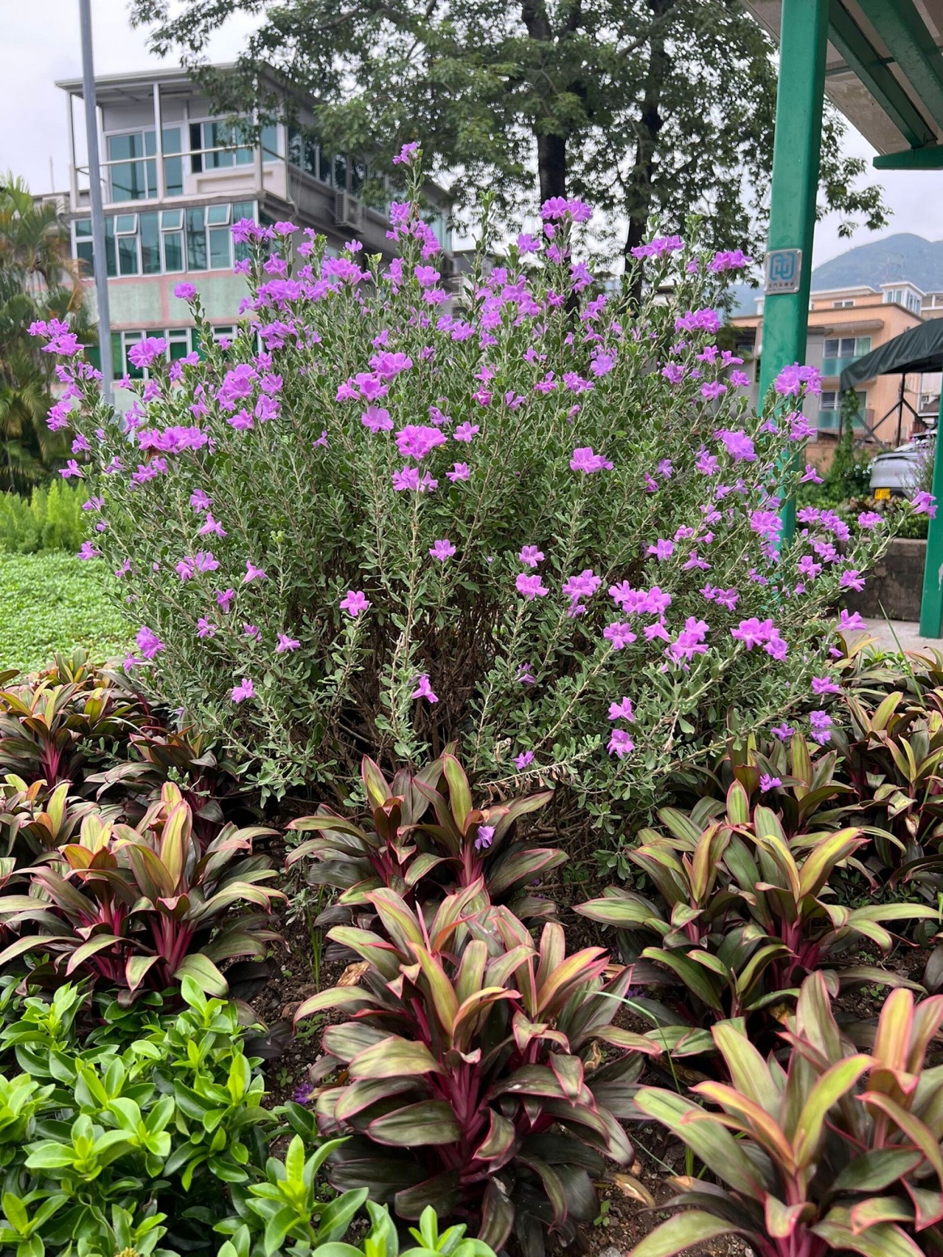 https://www.fa.gov.hk/紅花玉芙蓉