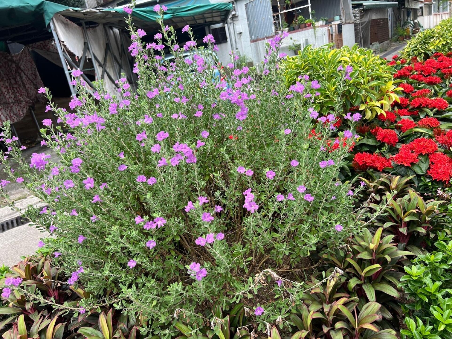 https://www.fa.gov.hk/紅花玉芙蓉