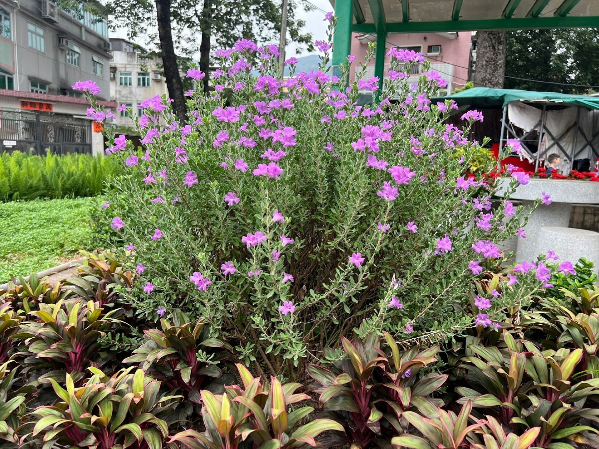 https://www.fa.gov.hk/紅花玉芙蓉