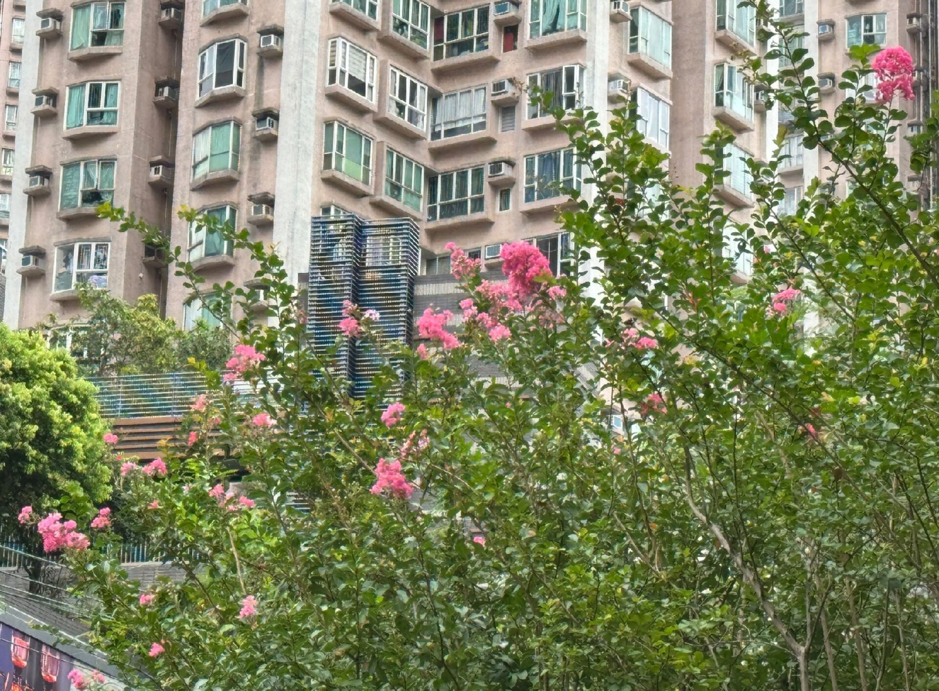 https://www.fa.gov.hk/紫薇