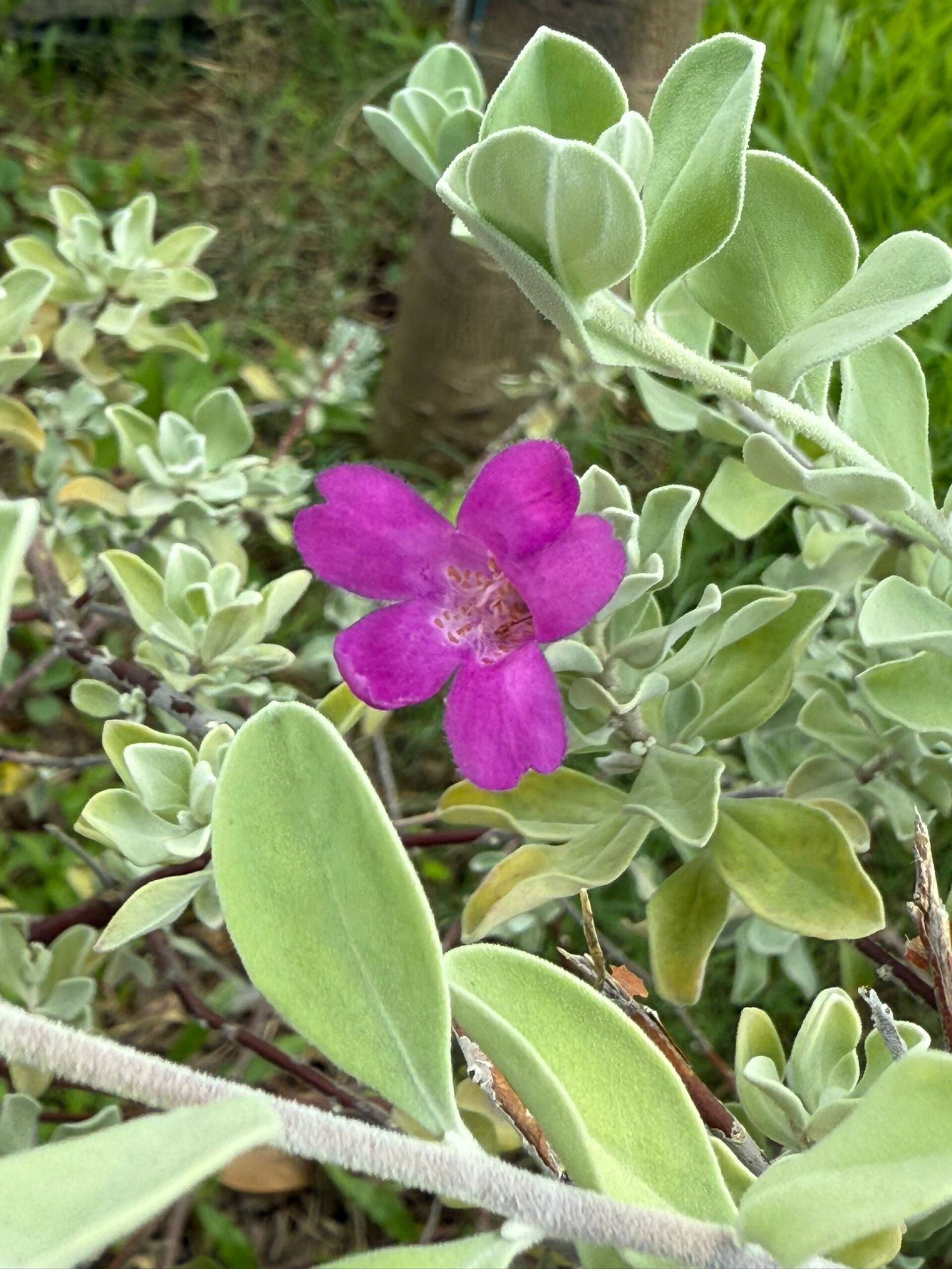 https://www.fa.gov.hk/紅花玉芙蓉