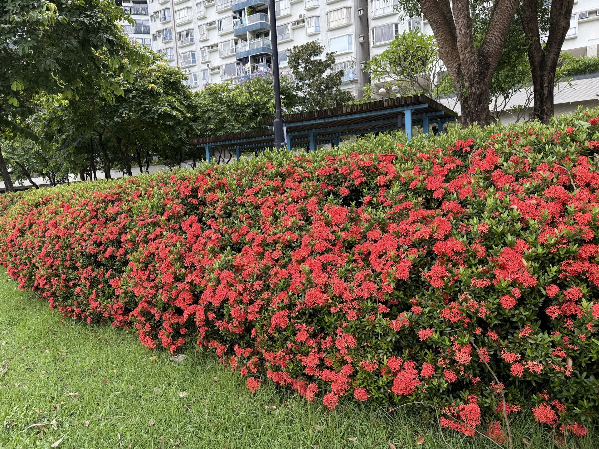 https://www.fa.gov.hk/細葉龍船花