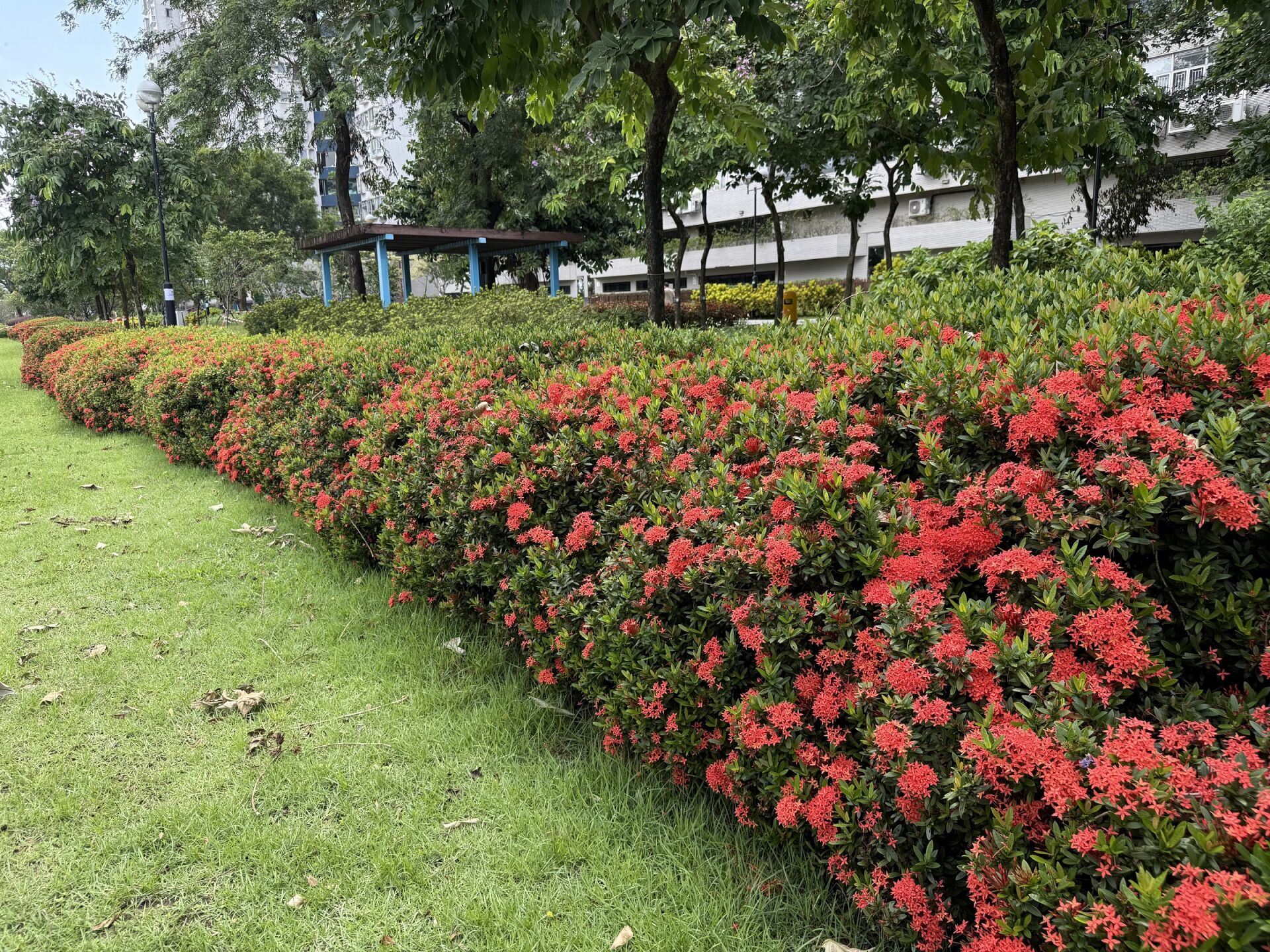 https://www.fa.gov.hk/細葉龍船花