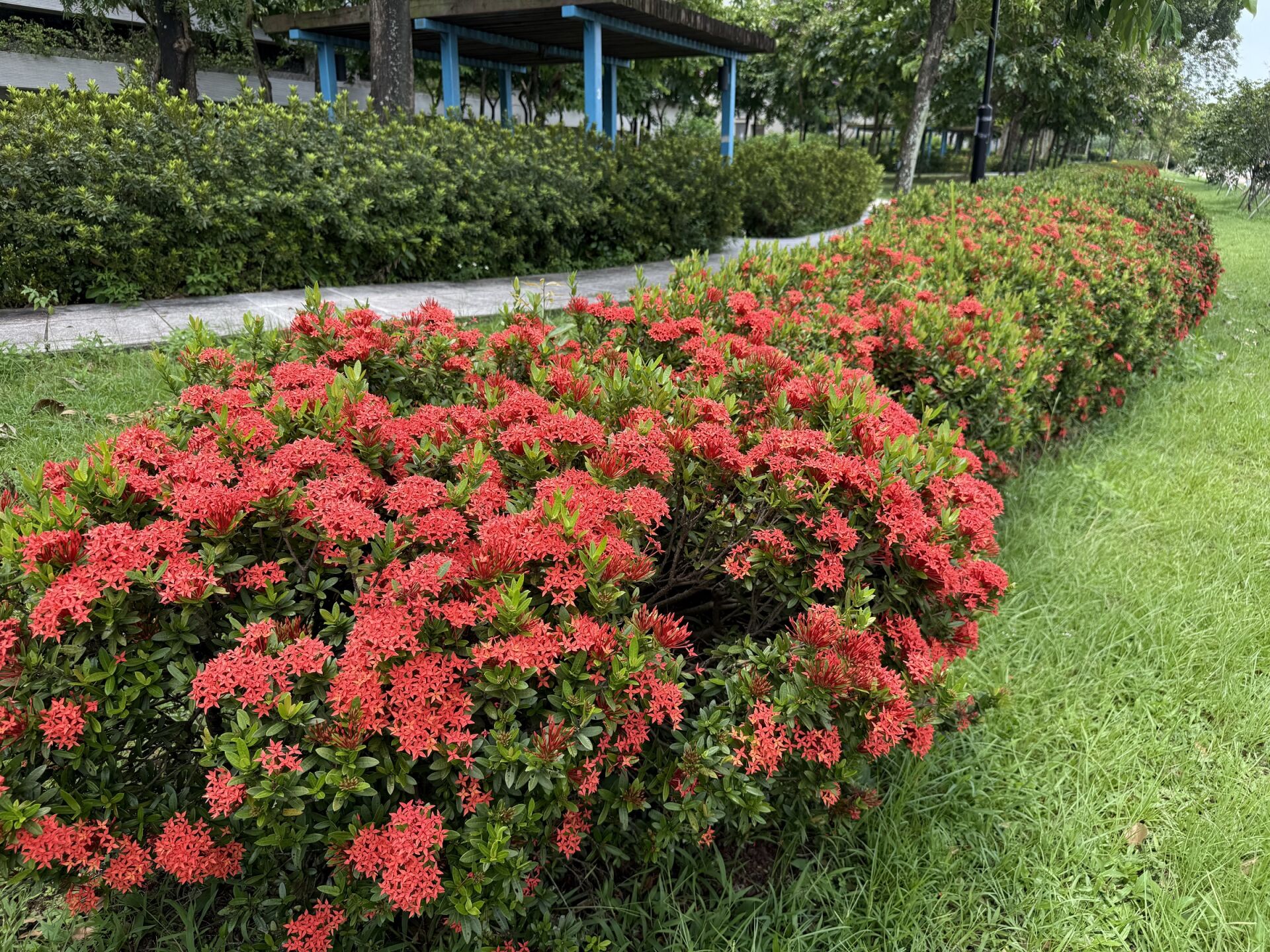 https://www.fa.gov.hk/細葉龍船花