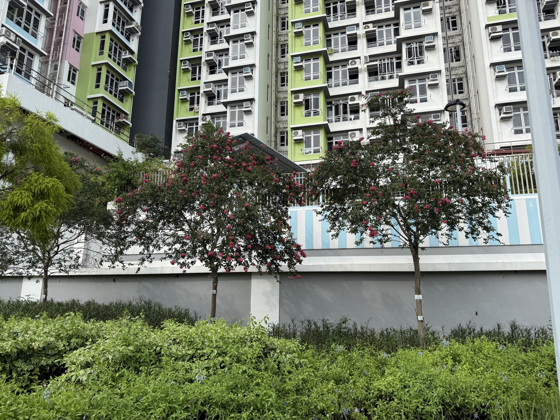 https://www.fa.gov.hk/紫薇