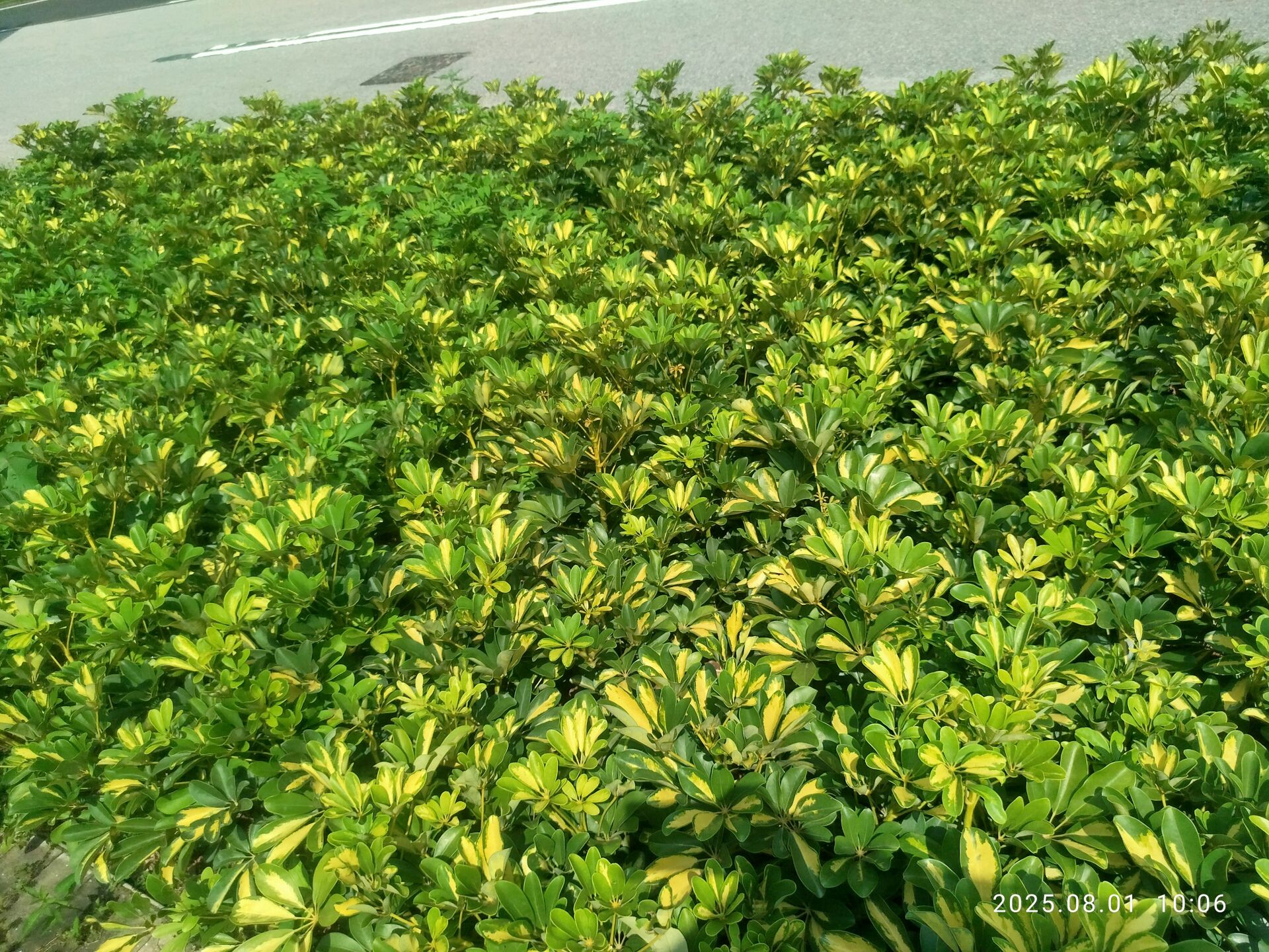 https://www.fa.gov.hk/花葉鴨腳木