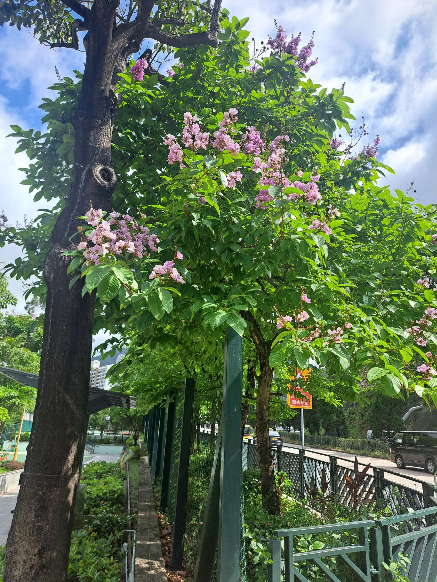 https://www.fa.gov.hk/大花紫薇(洋紫薇)