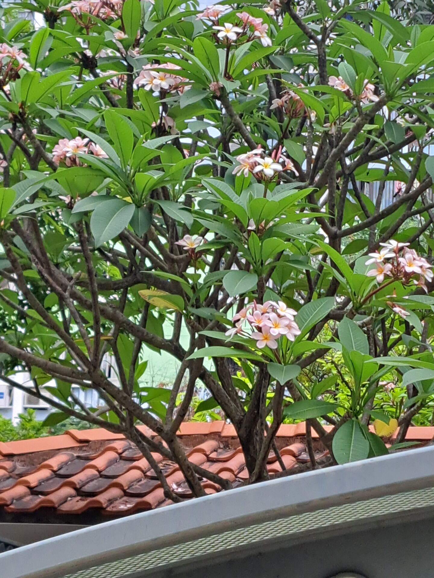 https://www.fa.gov.hk/雞蛋花