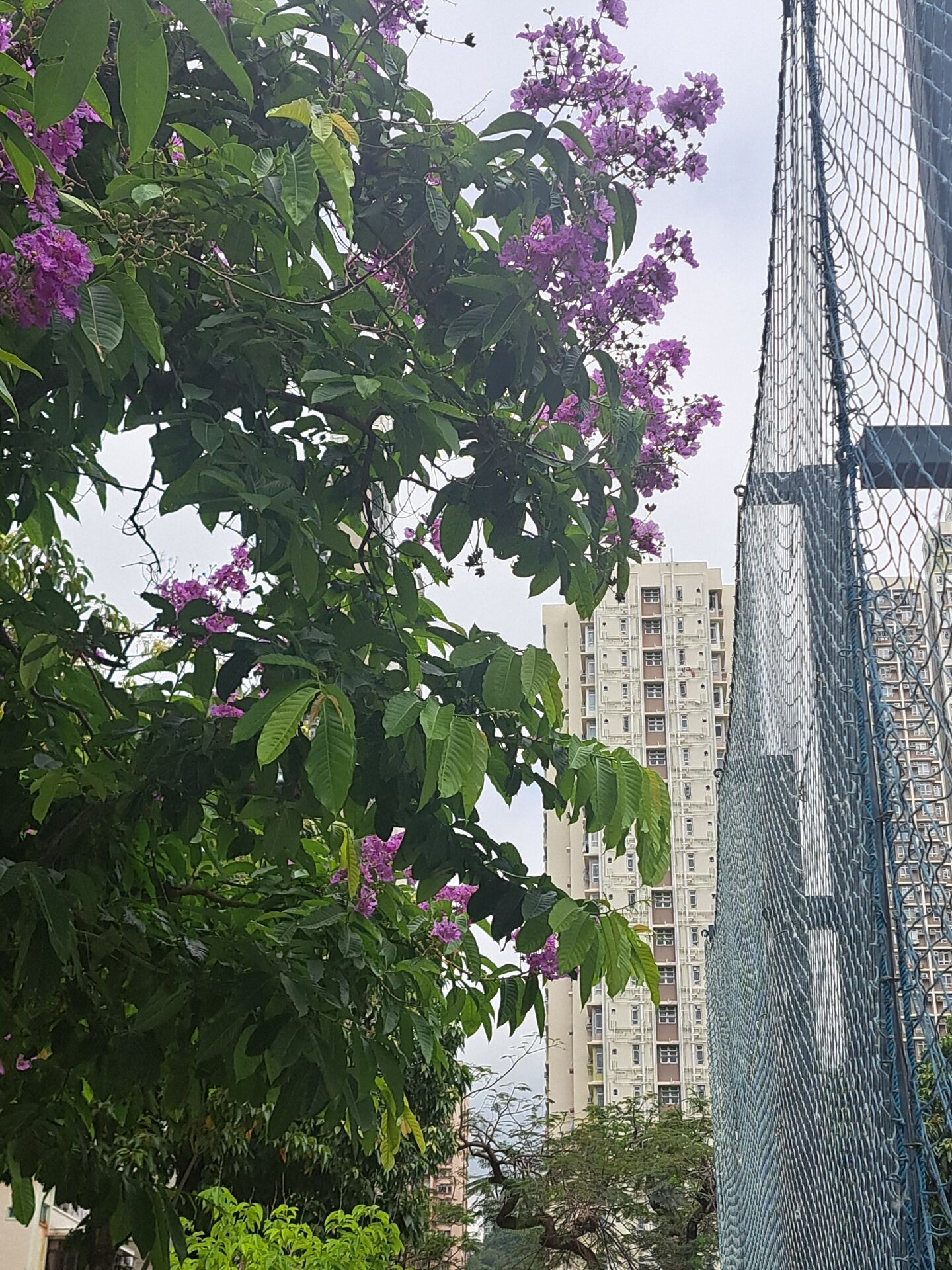 https://www.fa.gov.hk/大花紫薇(洋紫薇)