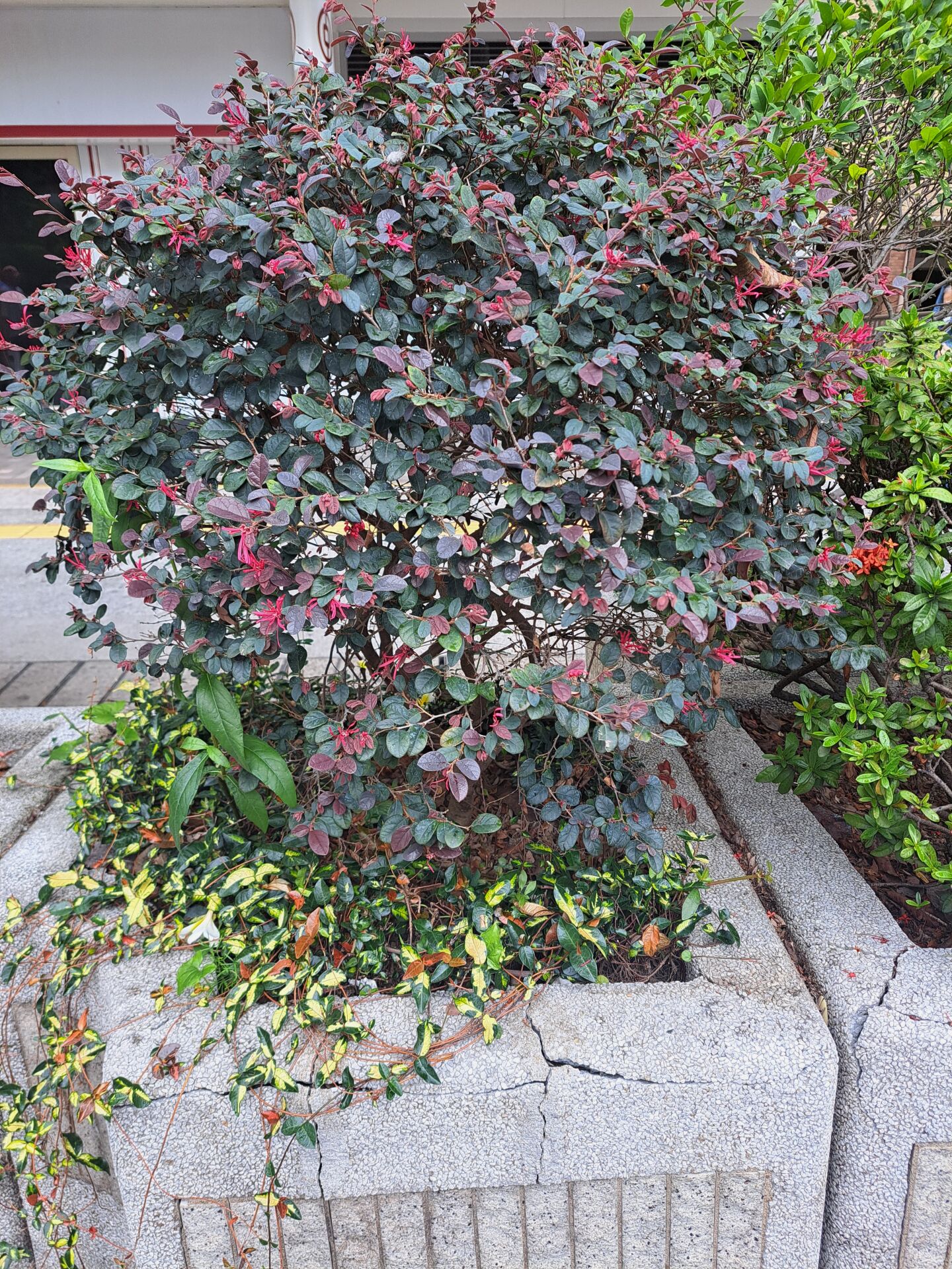 https://www.fa.gov.hk/紅花檵木
