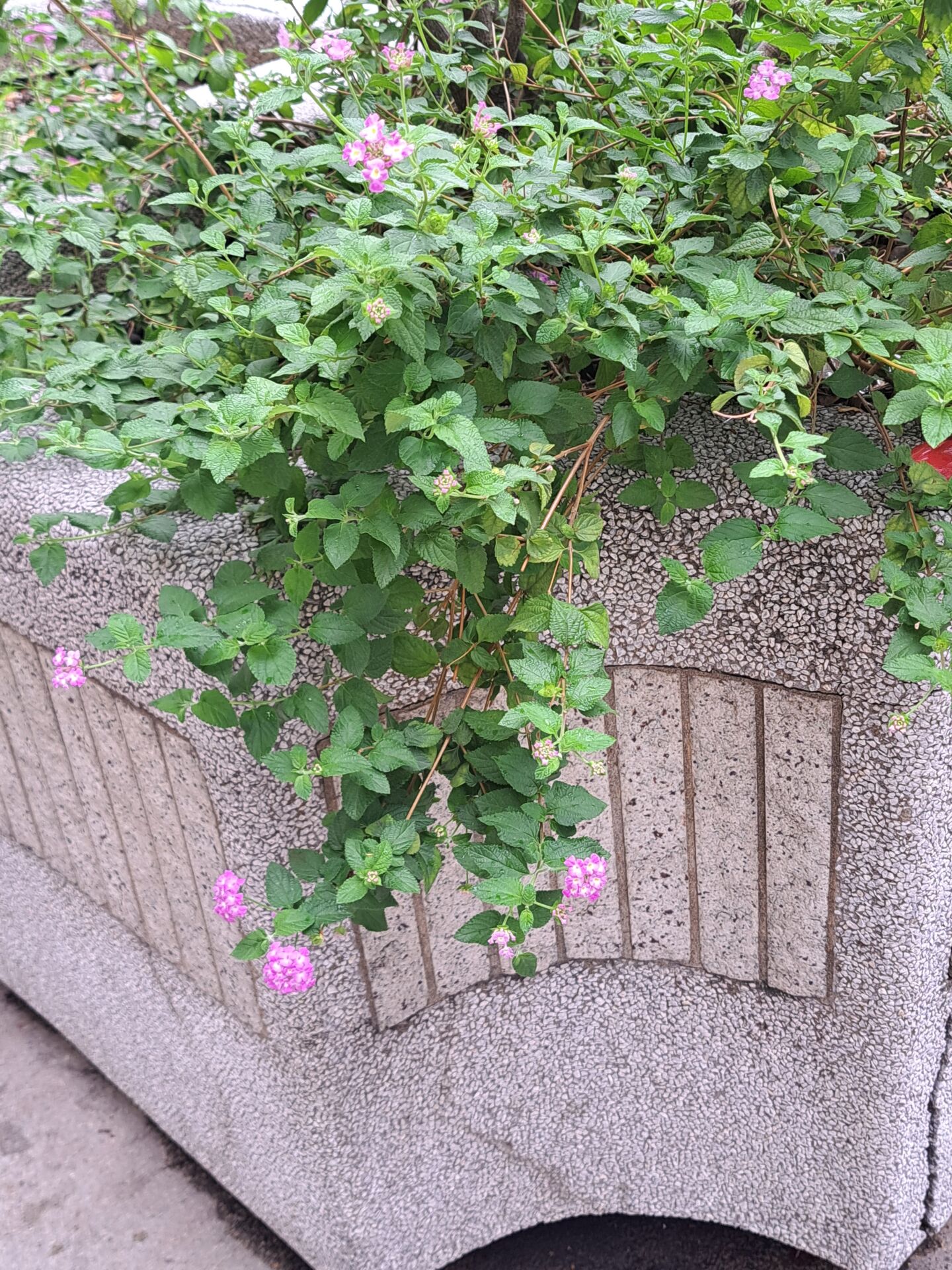 https://www.fa.gov.hk/小葉馬纓丹（鋪地臭金鳳）