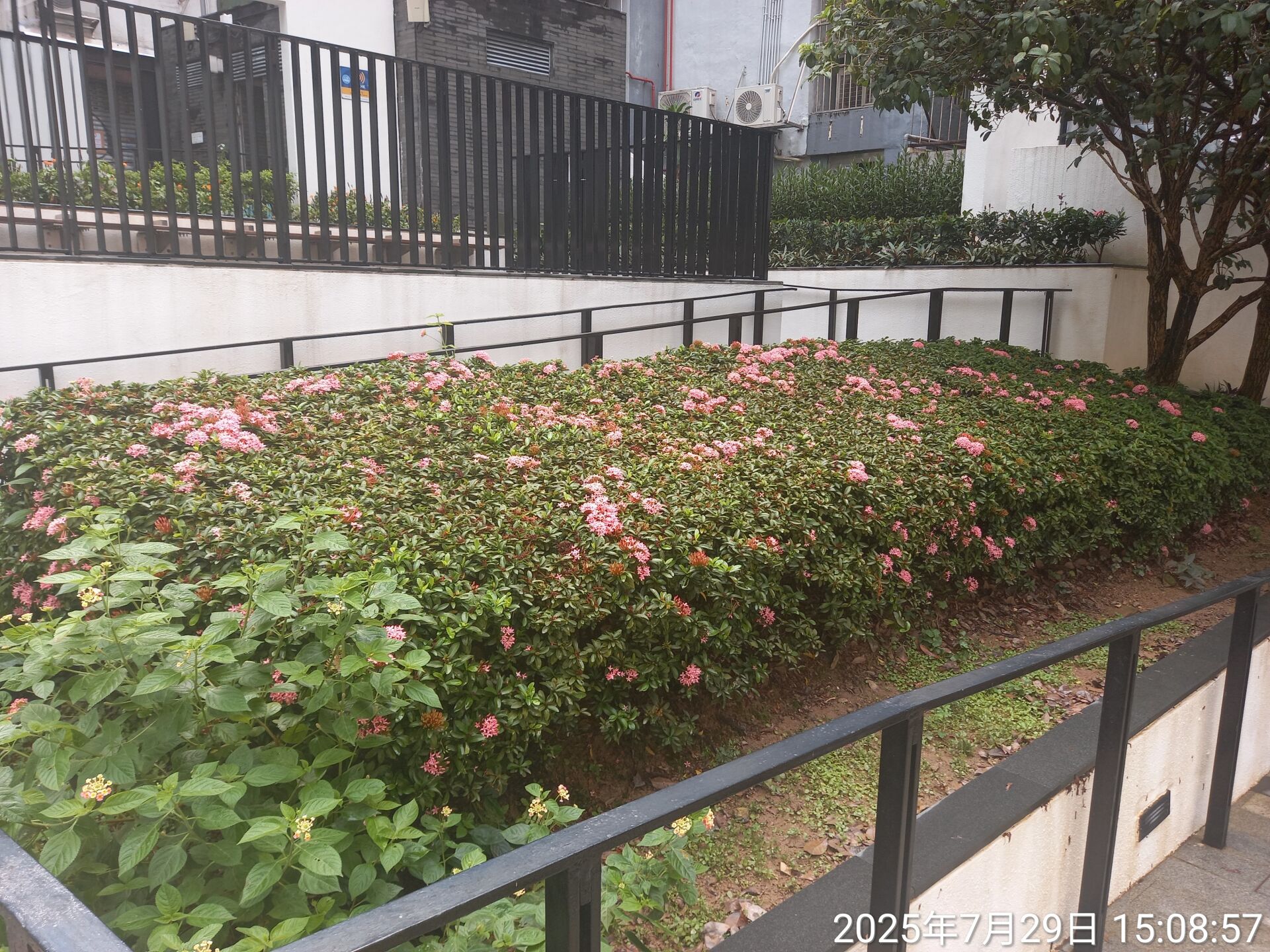 https://www.fa.gov.hk/細葉龍船花