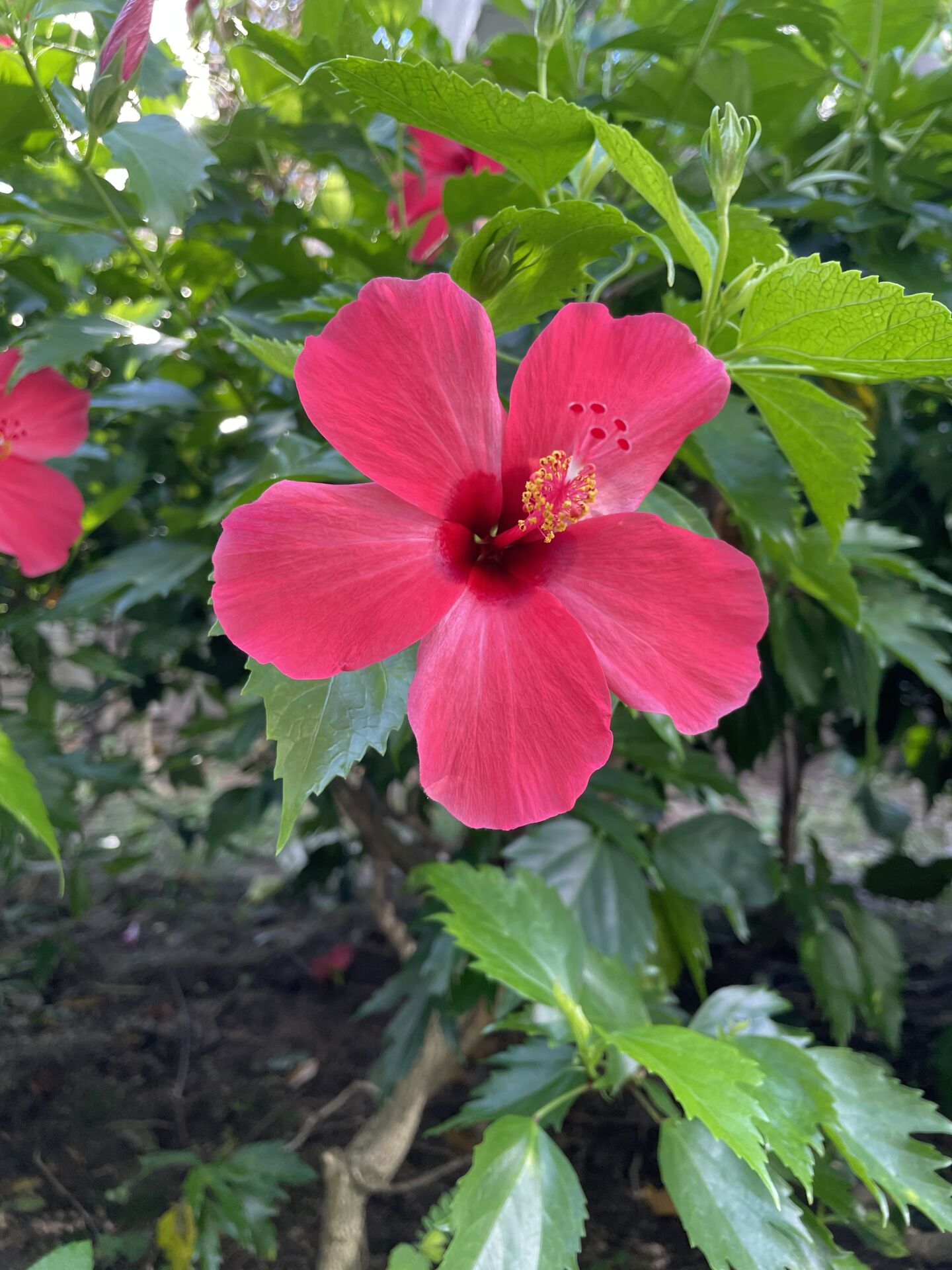 https://www.fa.gov.hk/朱槿(扶桑、大紅花)