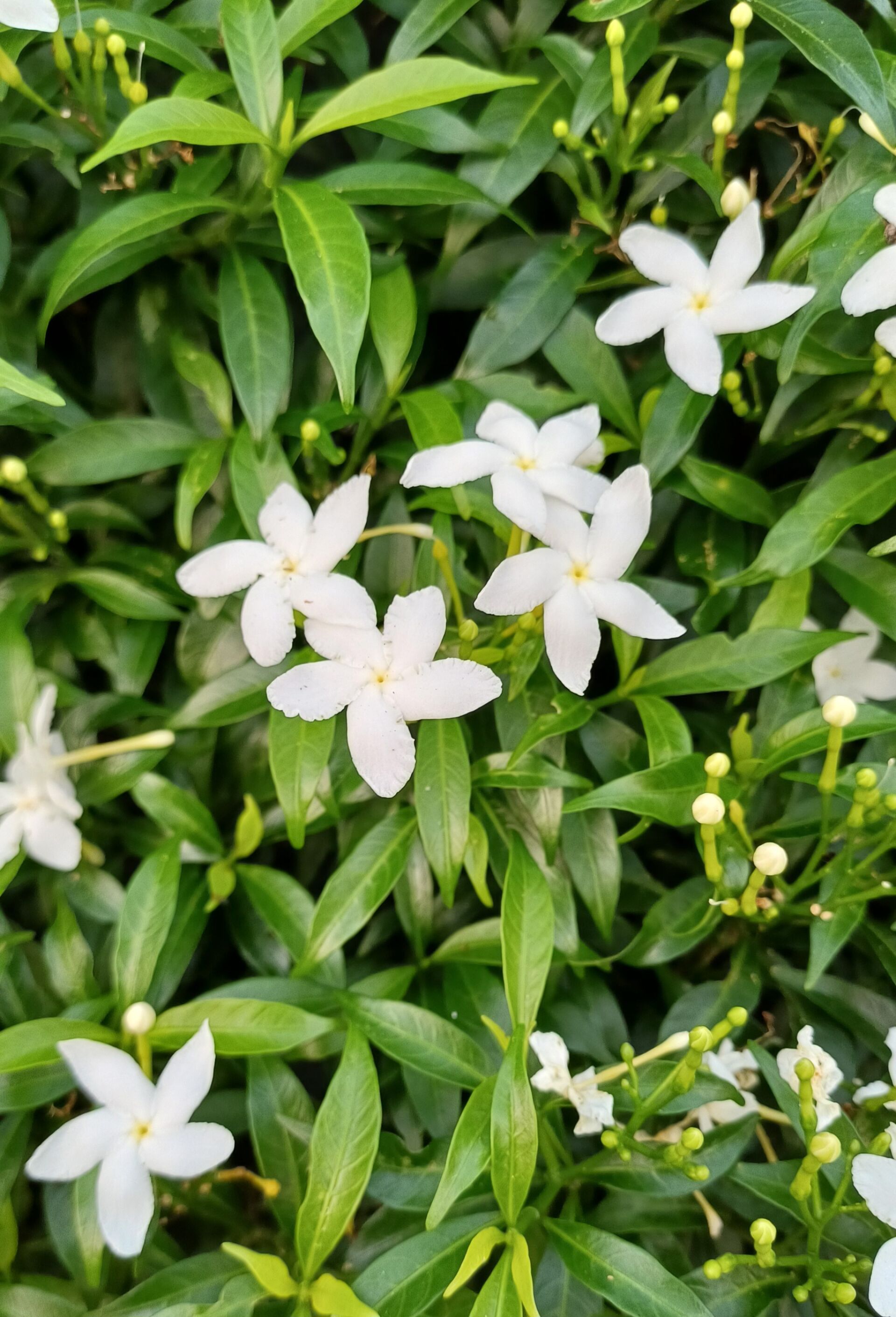 https://www.fa.gov.hk/細葉狗牙花