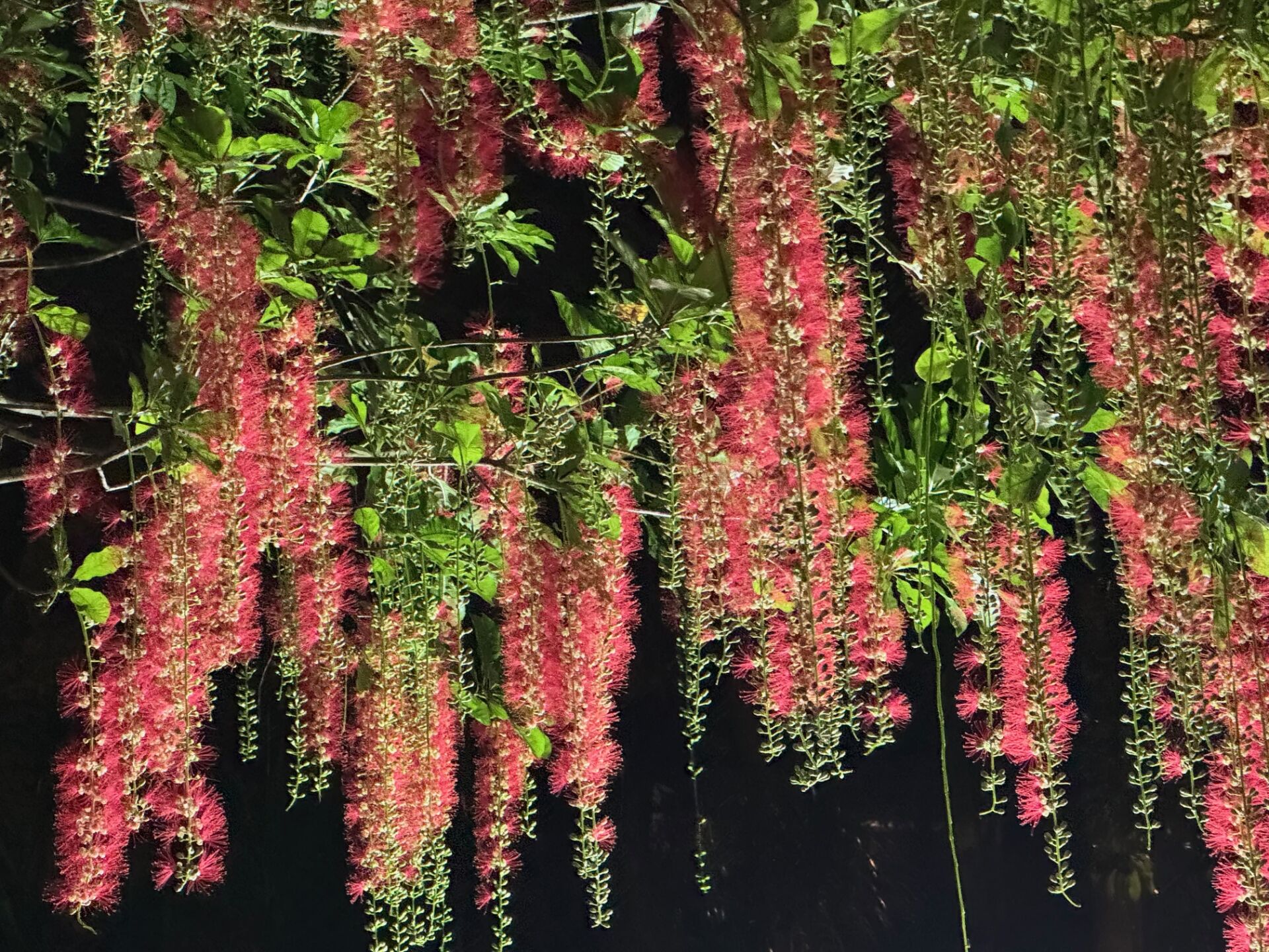 https://www.fa.gov.hk/紅花玉蕊