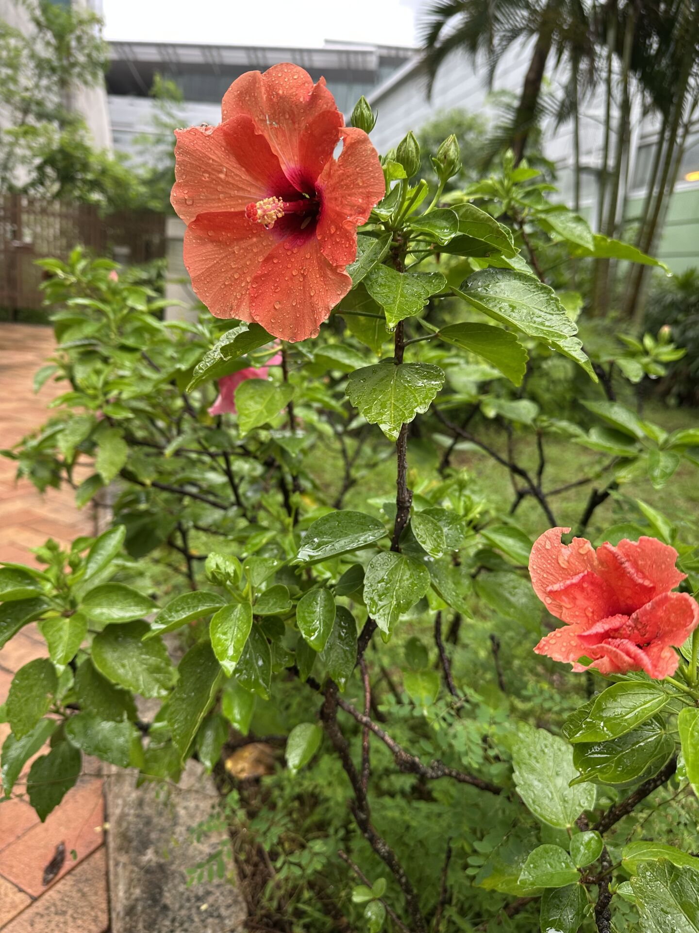 https://www.fa.gov.hk/朱槿(扶桑、大紅花)