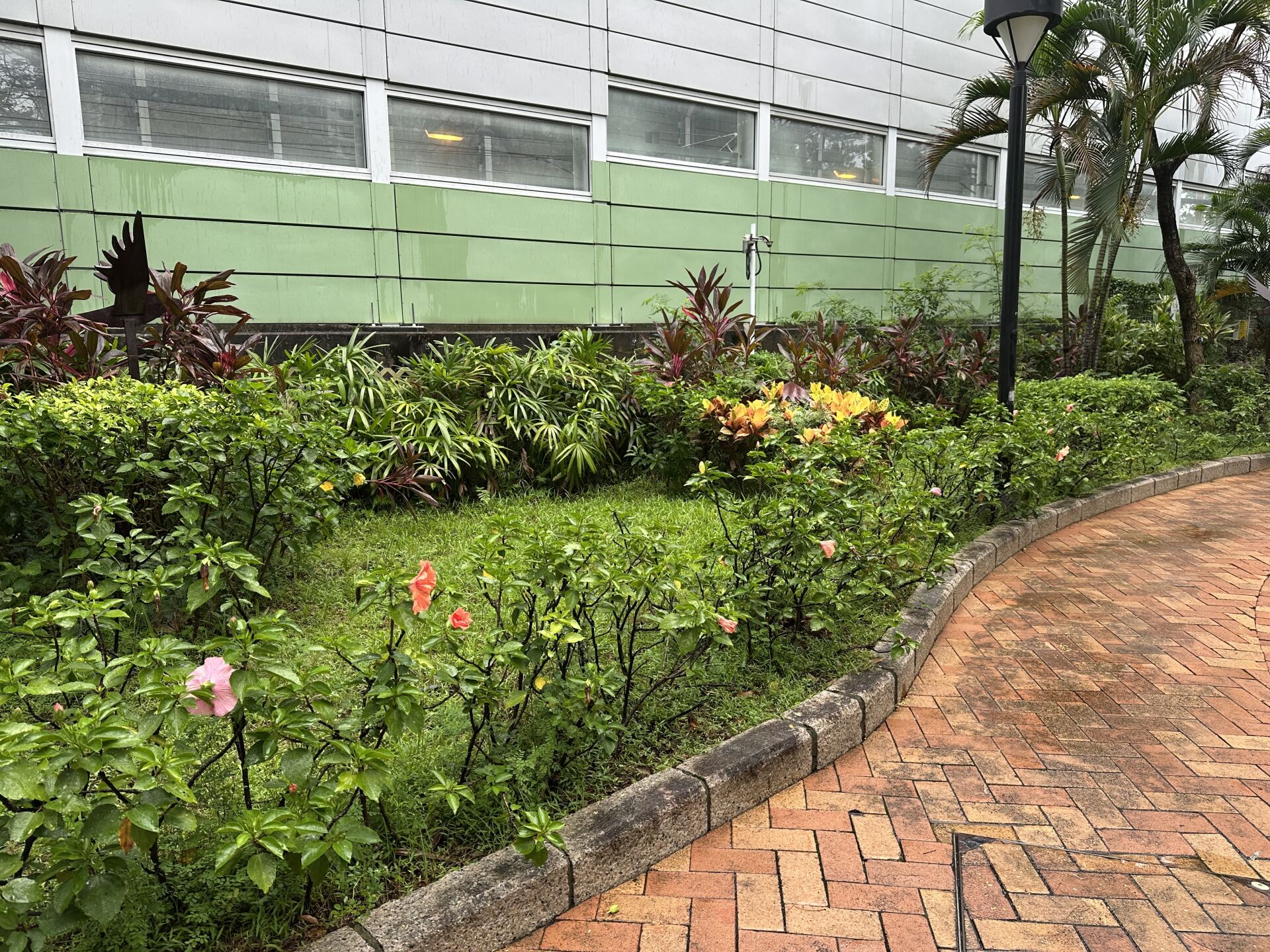 https://www.fa.gov.hk/朱槿(扶桑、大紅花)