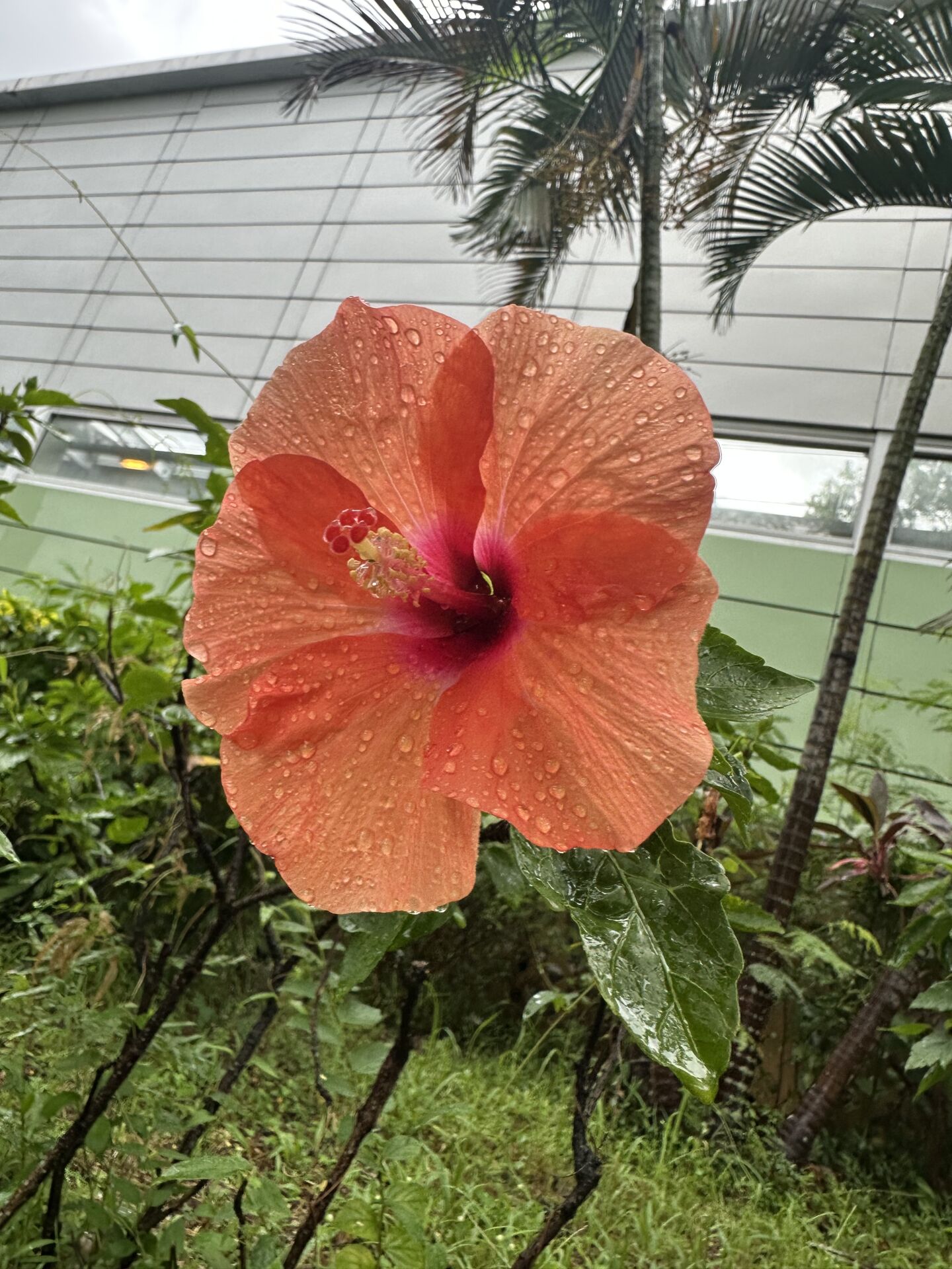 https://www.fa.gov.hk/朱槿(扶桑、大紅花)