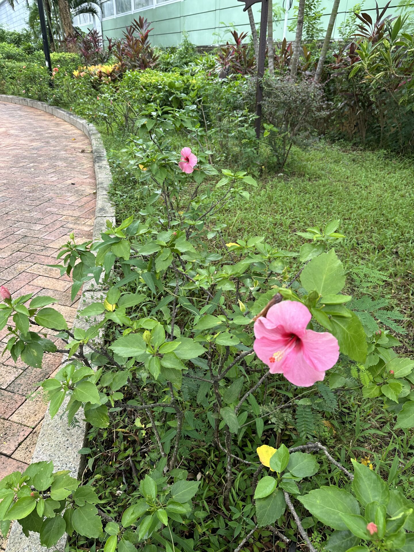 https://www.fa.gov.hk/朱槿(扶桑、大紅花)