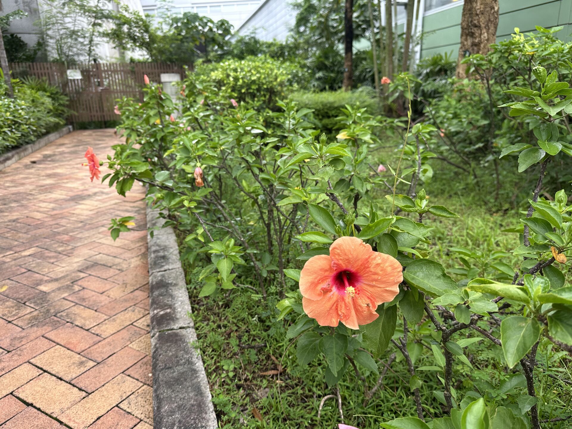 https://www.fa.gov.hk/朱槿(扶桑、大紅花)