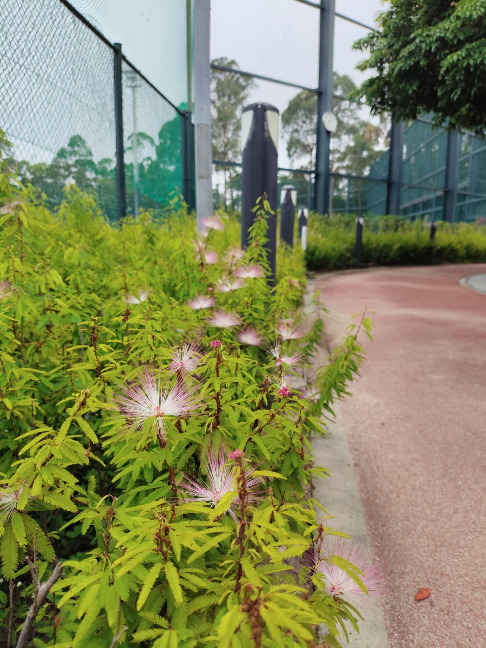 https://www.fa.gov.hk/細葉粉撲花