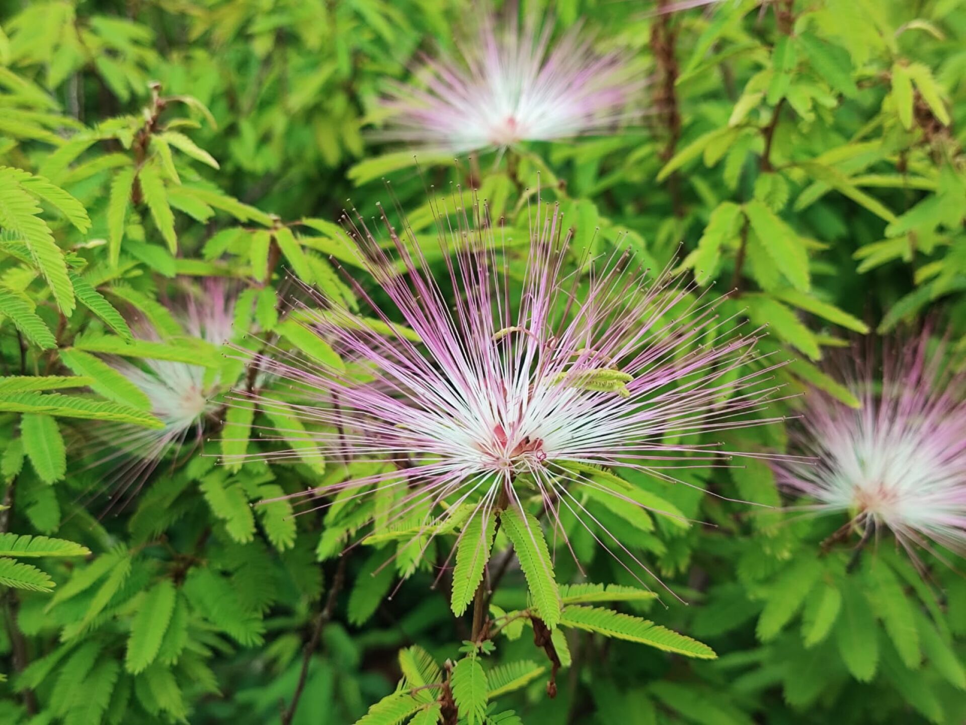 https://www.fa.gov.hk/細葉粉撲花