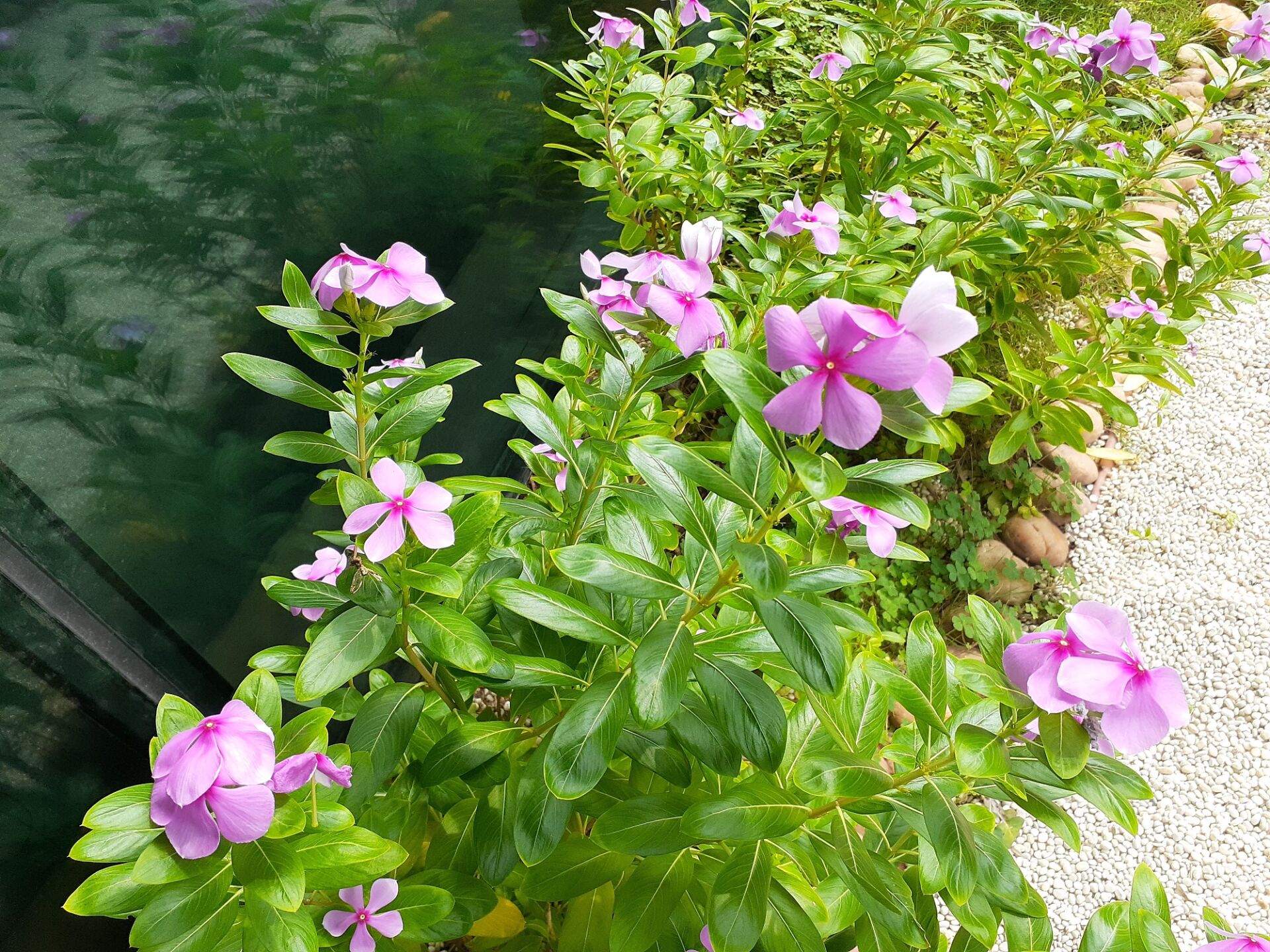 https://www.fa.gov.hk/長春花