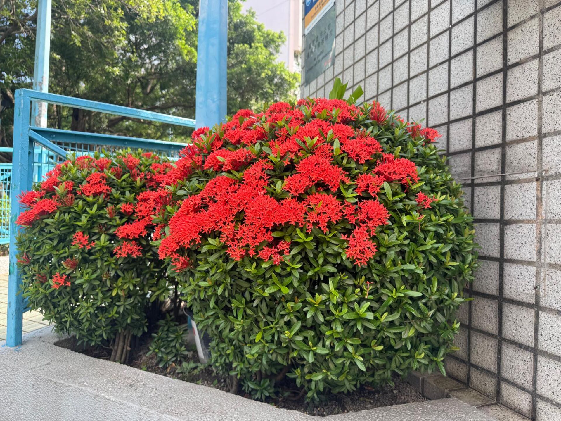 https://www.fa.gov.hk/細葉龍船花