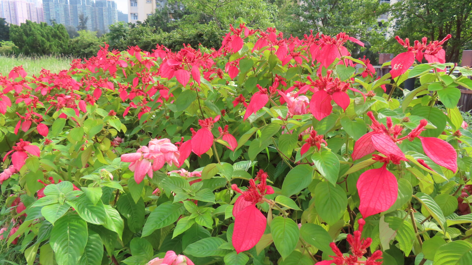 https://www.fa.gov.hk/紅葉金花 (紅紙扇)