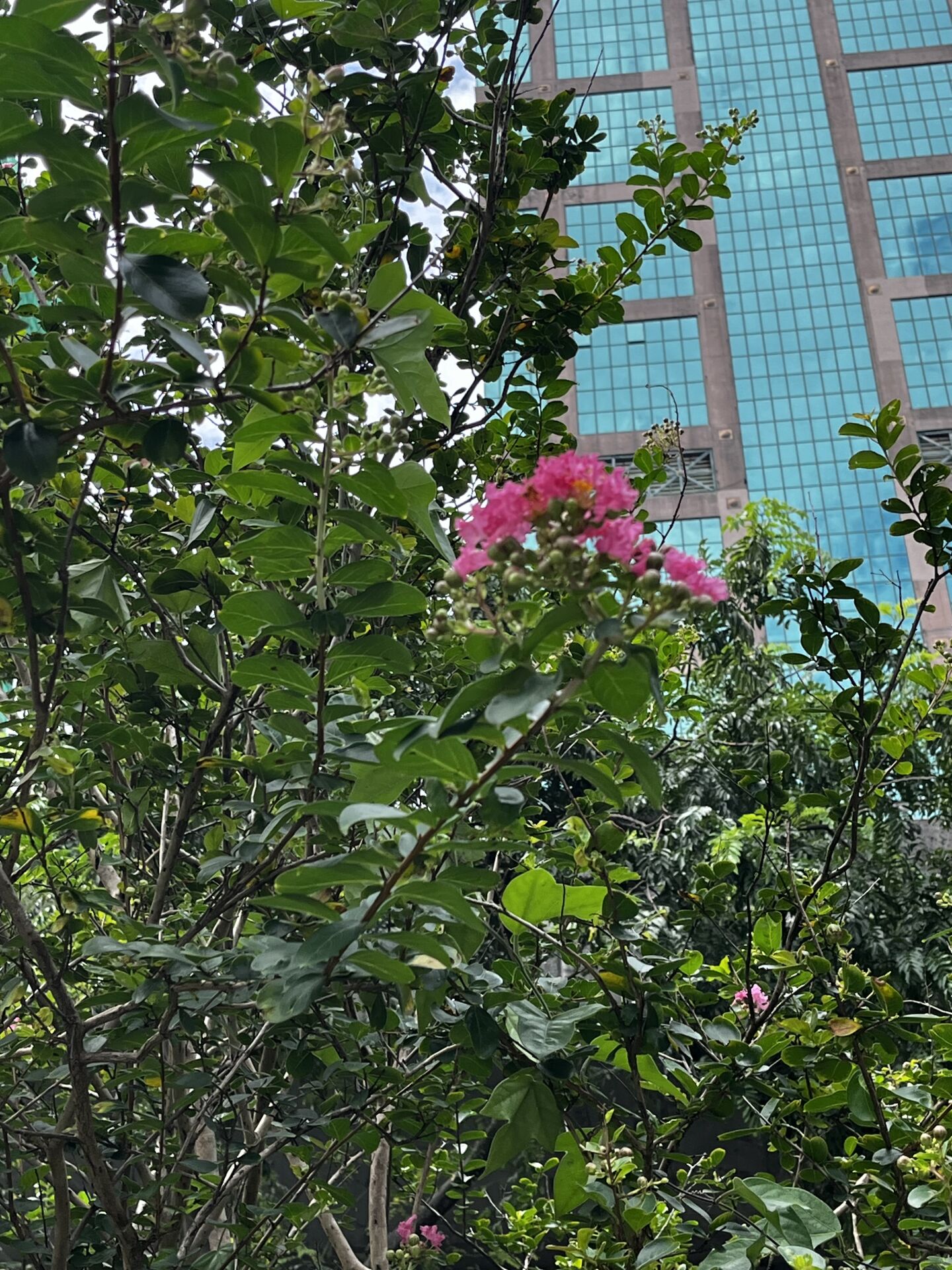 https://www.fa.gov.hk/紫薇
