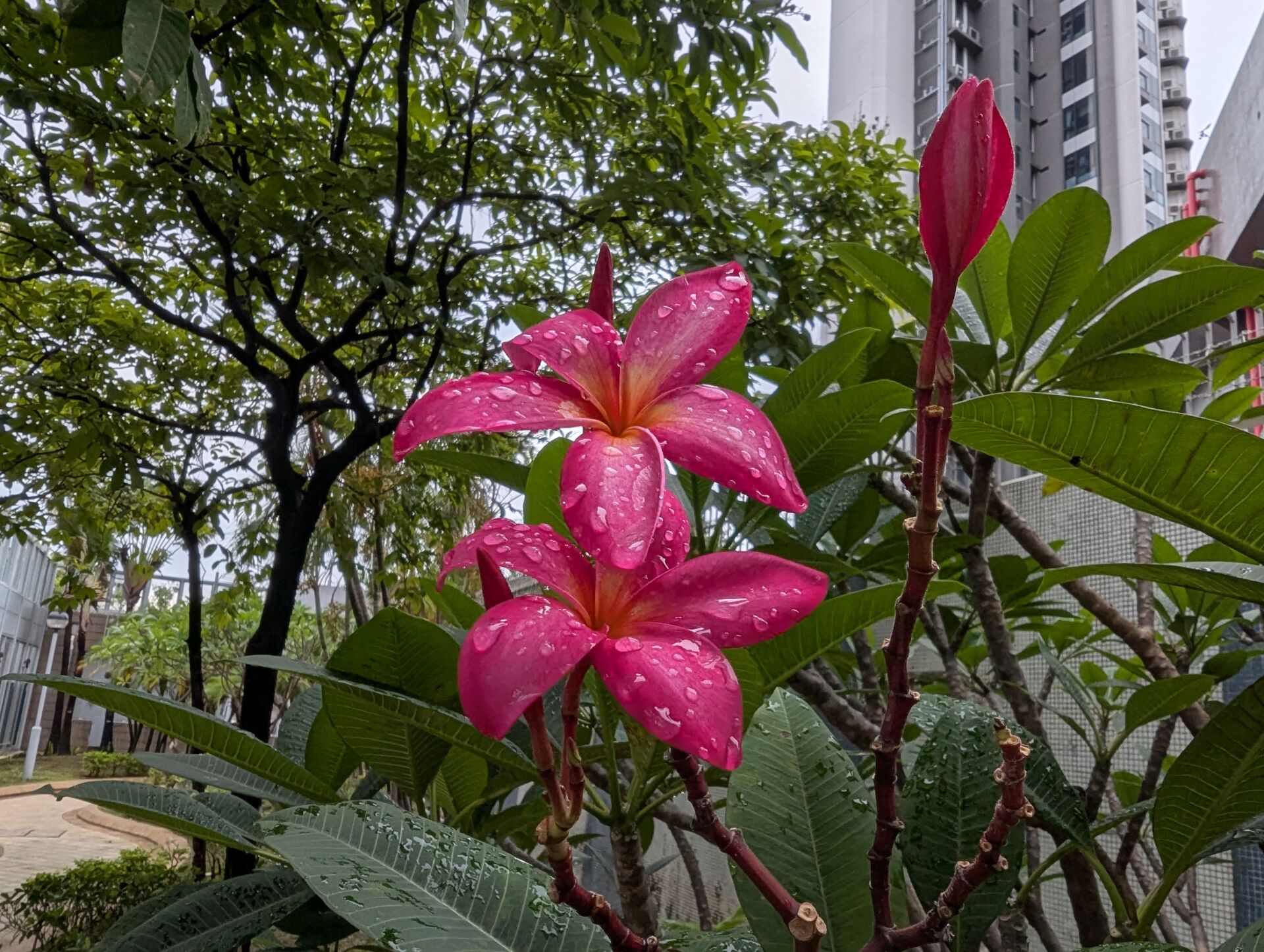 https://www.fa.gov.hk/紅雞蛋花