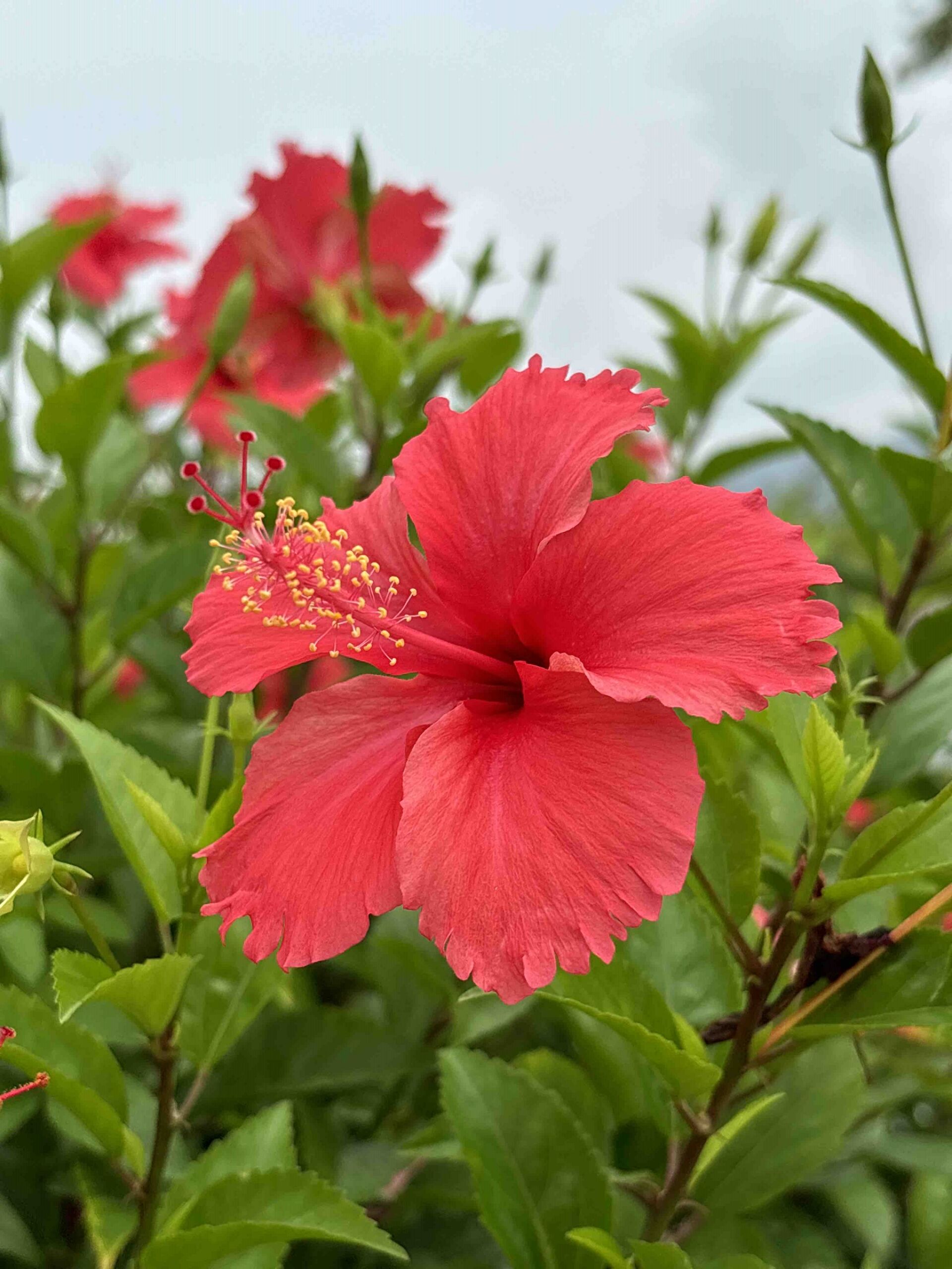https://www.fa.gov.hk/朱槿(扶桑、大紅花)