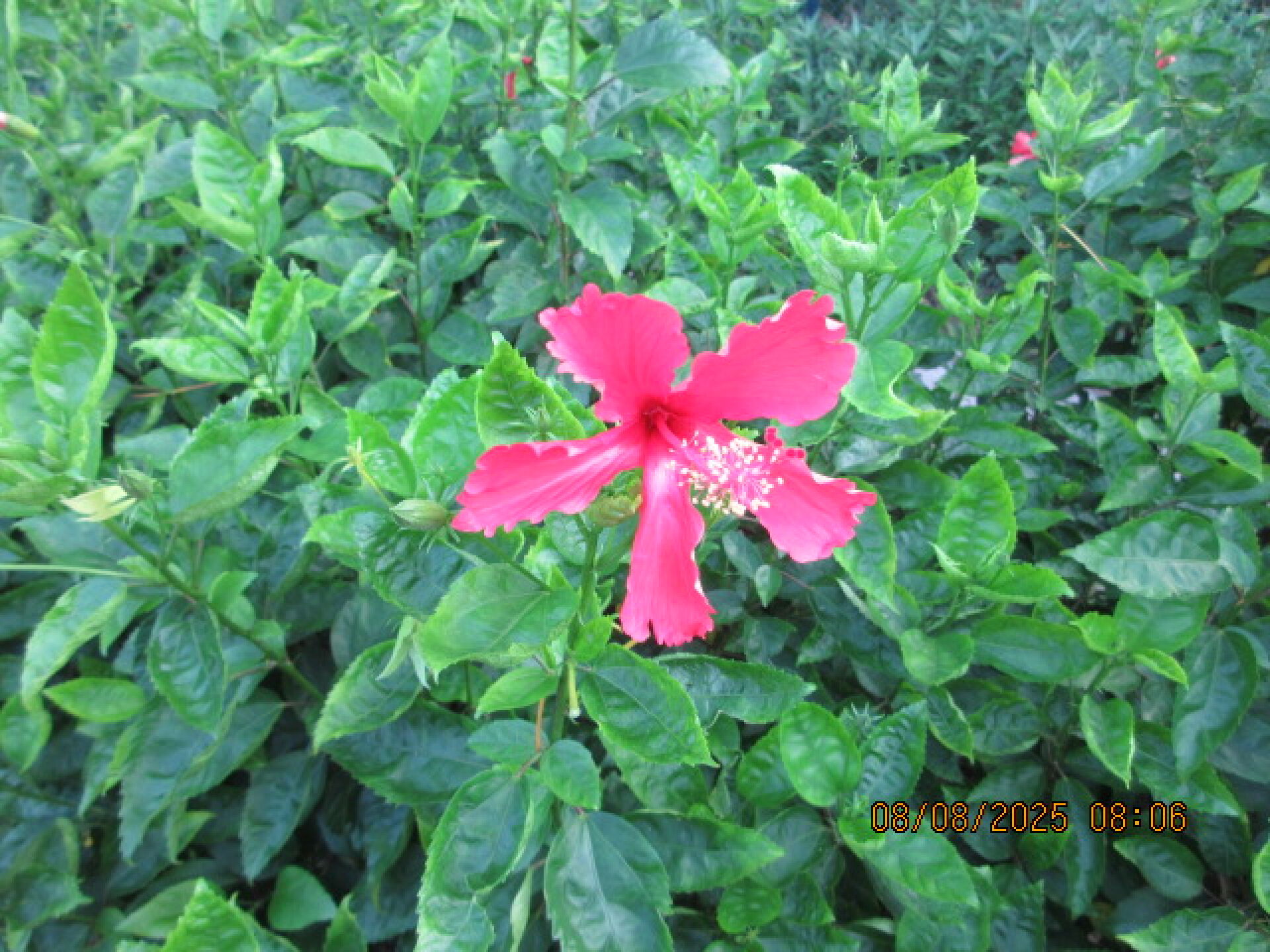 https://www.fa.gov.hk/朱槿(扶桑、大紅花)