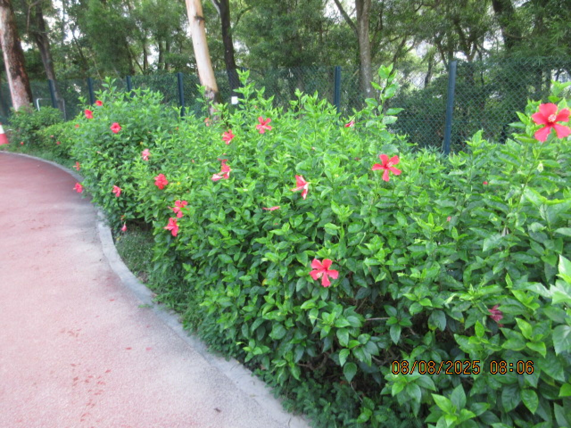 https://www.fa.gov.hk/朱槿(扶桑、大紅花)