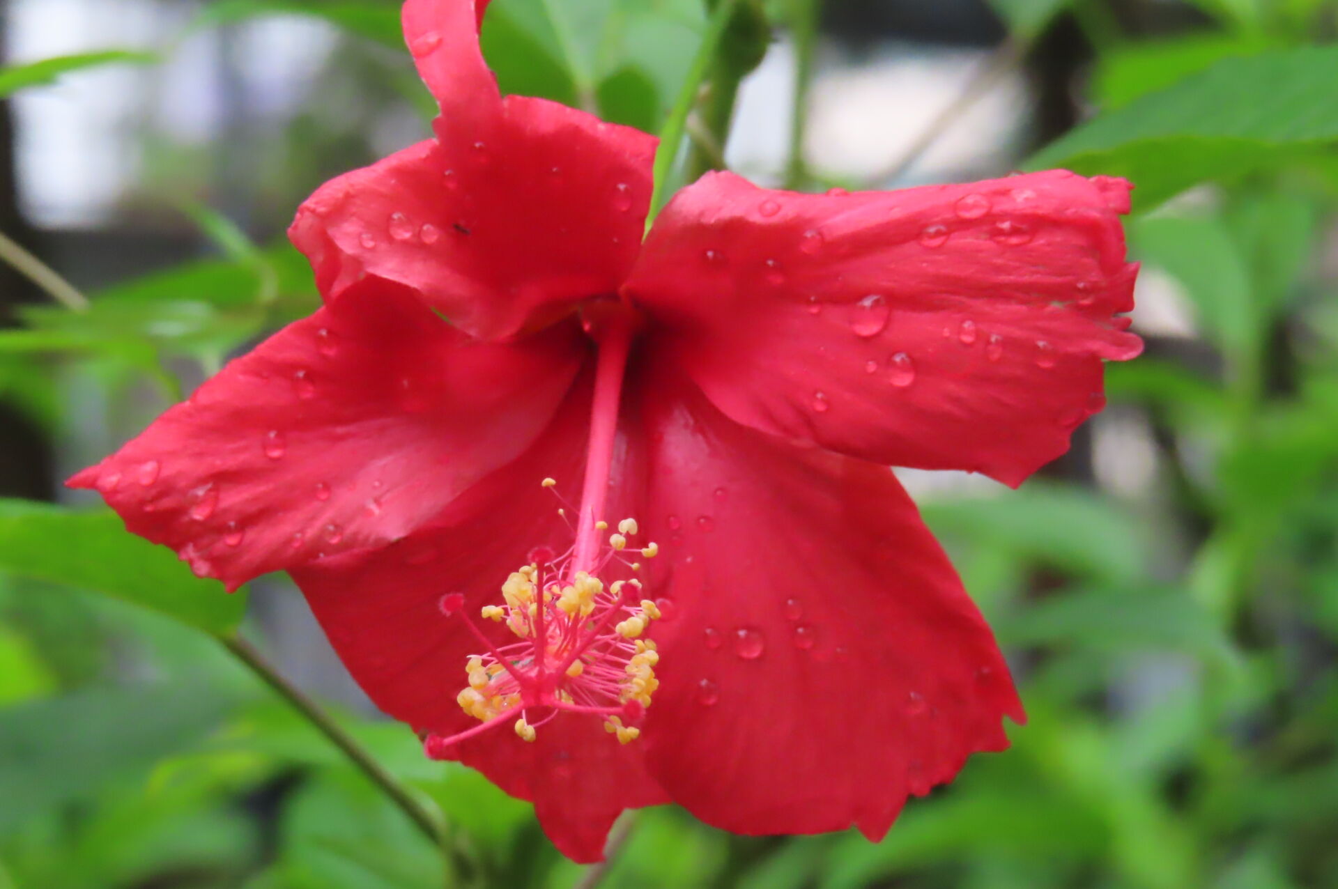 https://www.fa.gov.hk/朱槿(扶桑、大紅花)