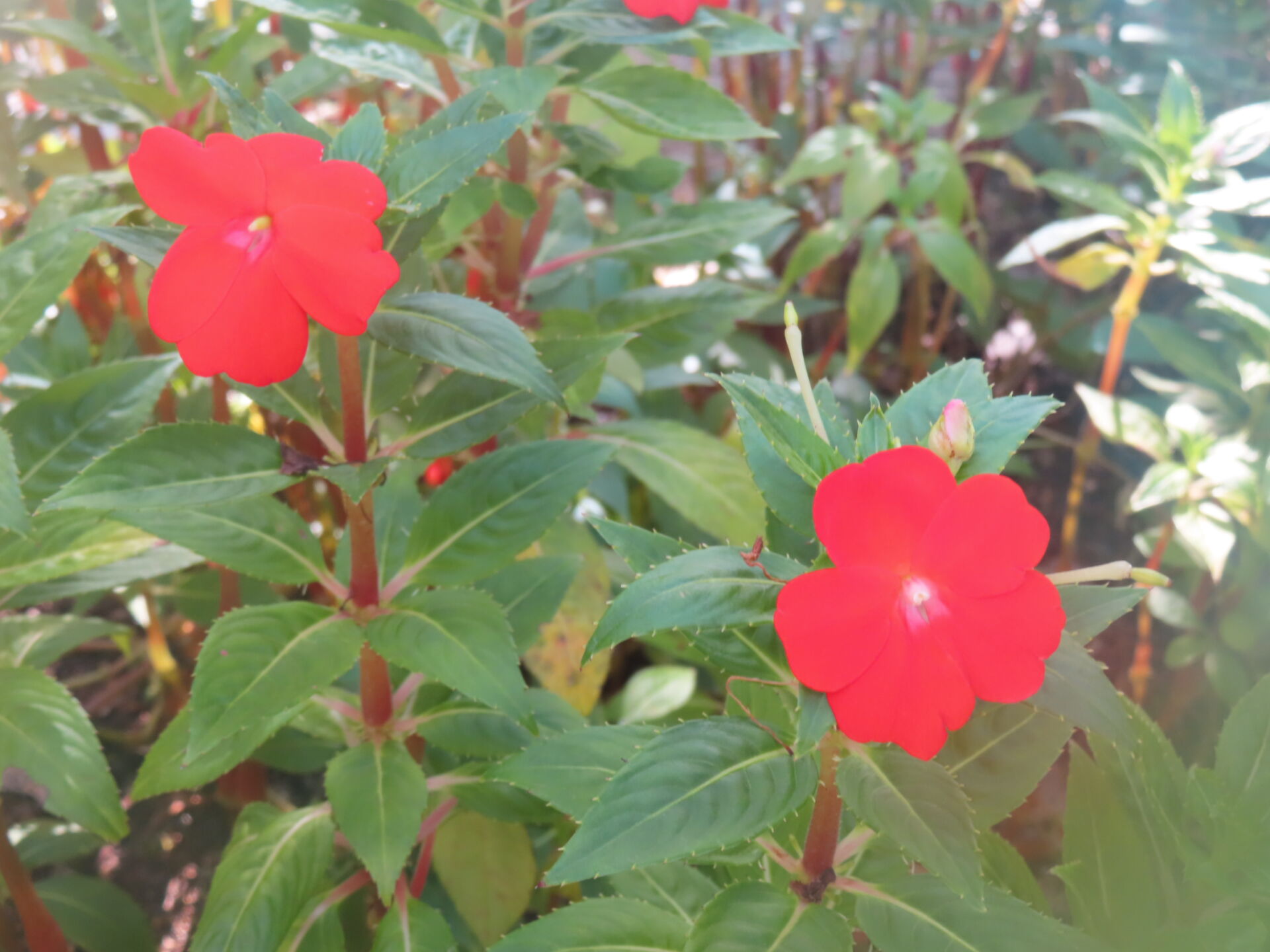 https://www.fa.gov.hk/鳳仙花