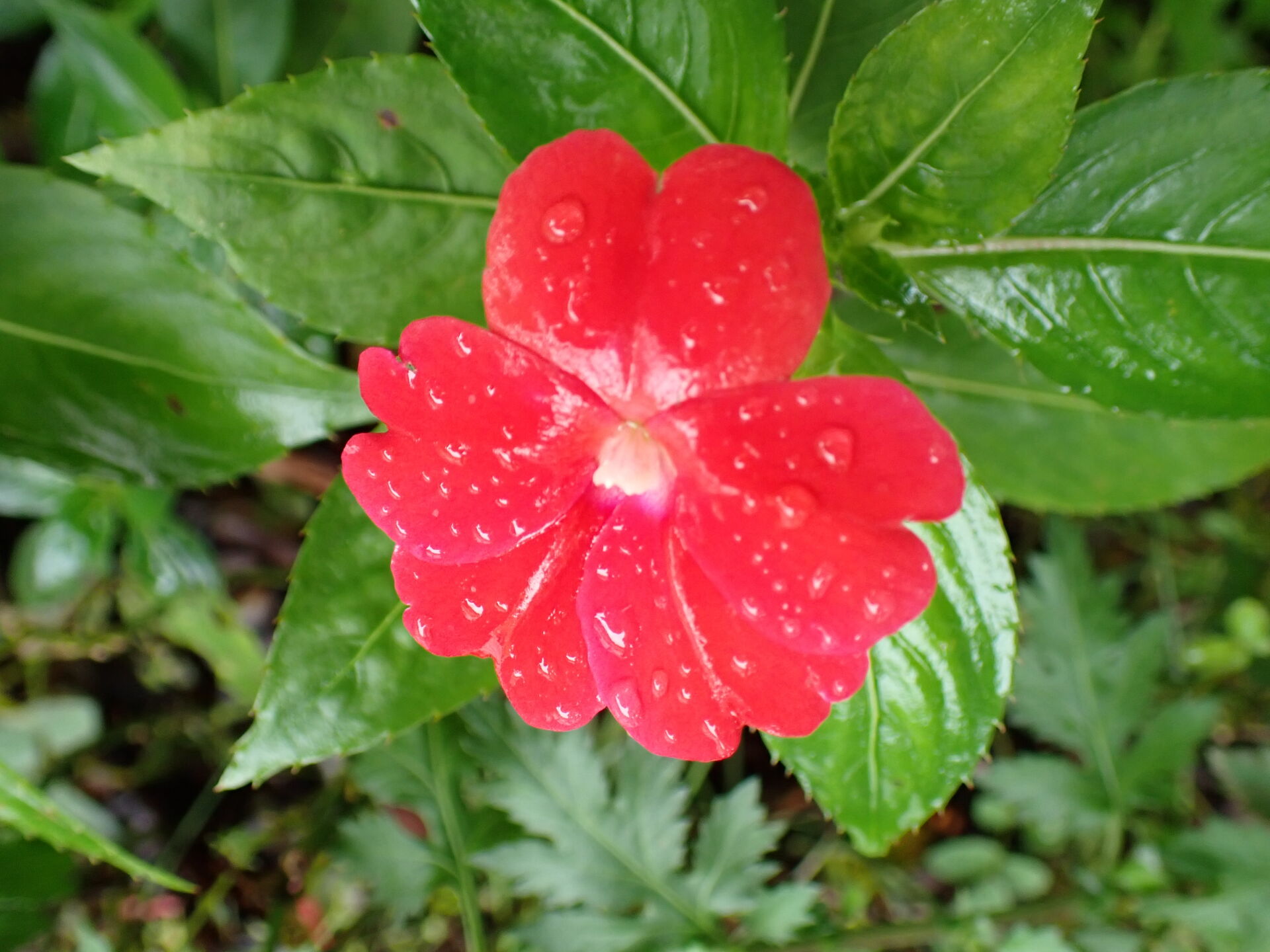 https://www.fa.gov.hk/鳳仙花